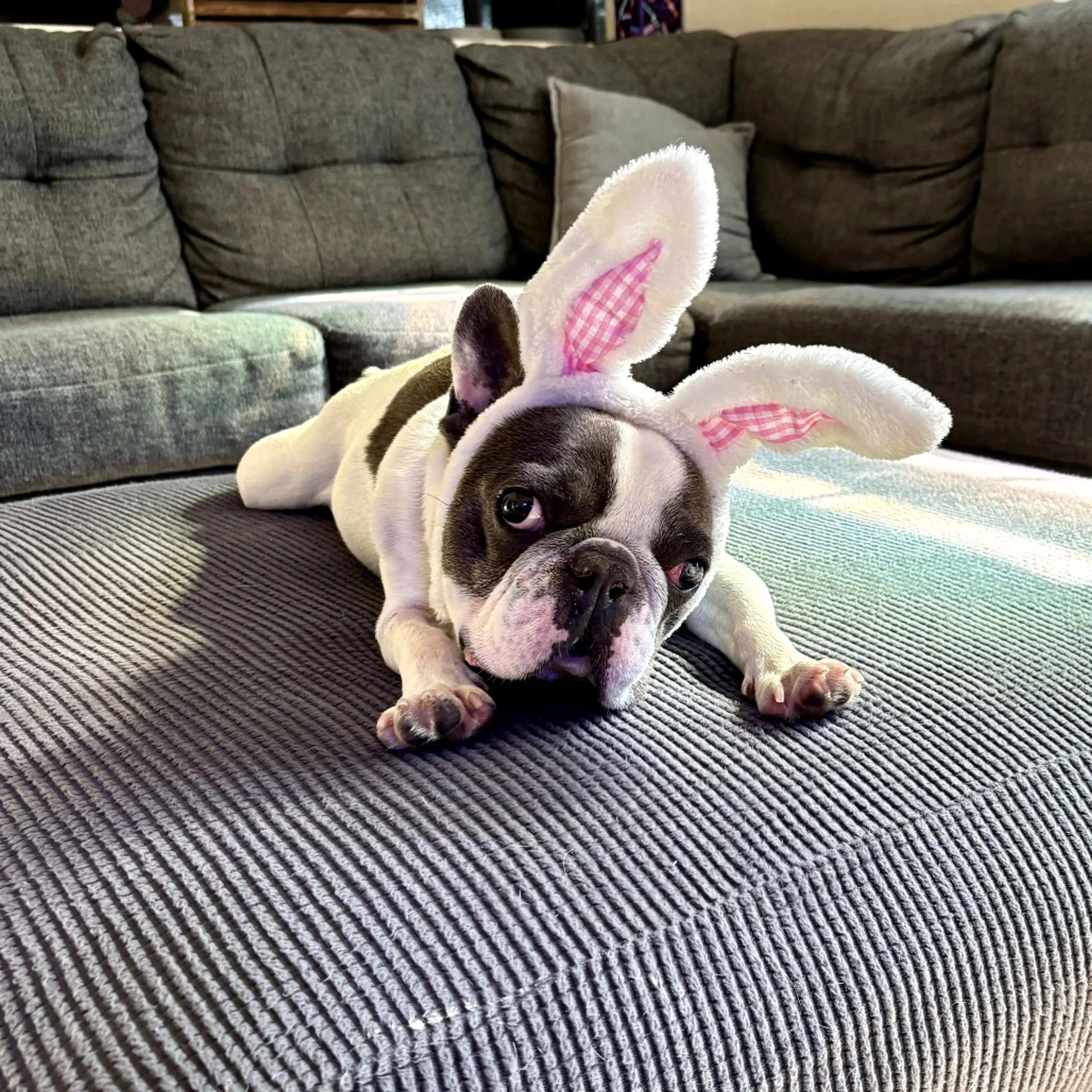 Found pet-2