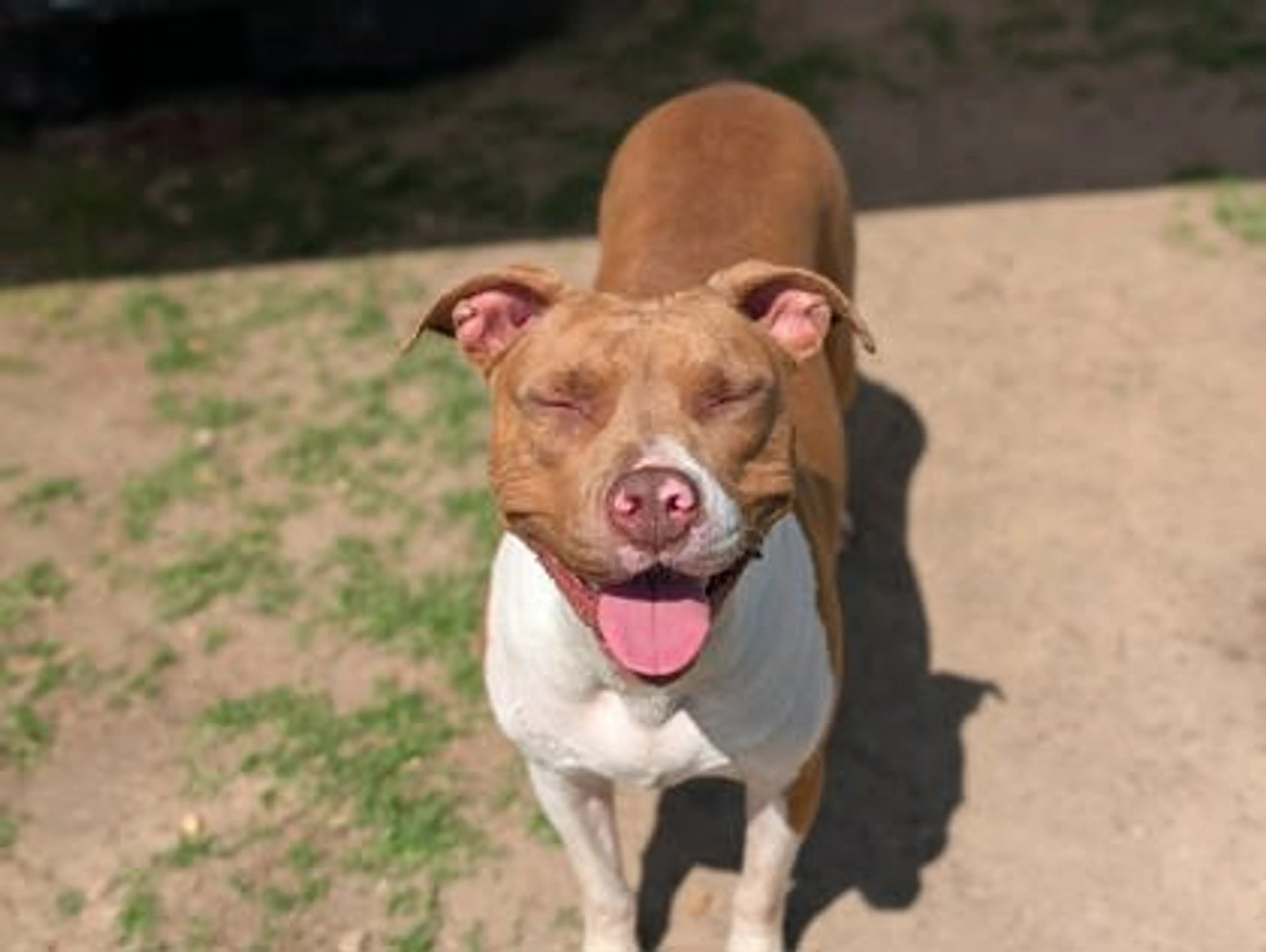 Found pet-2