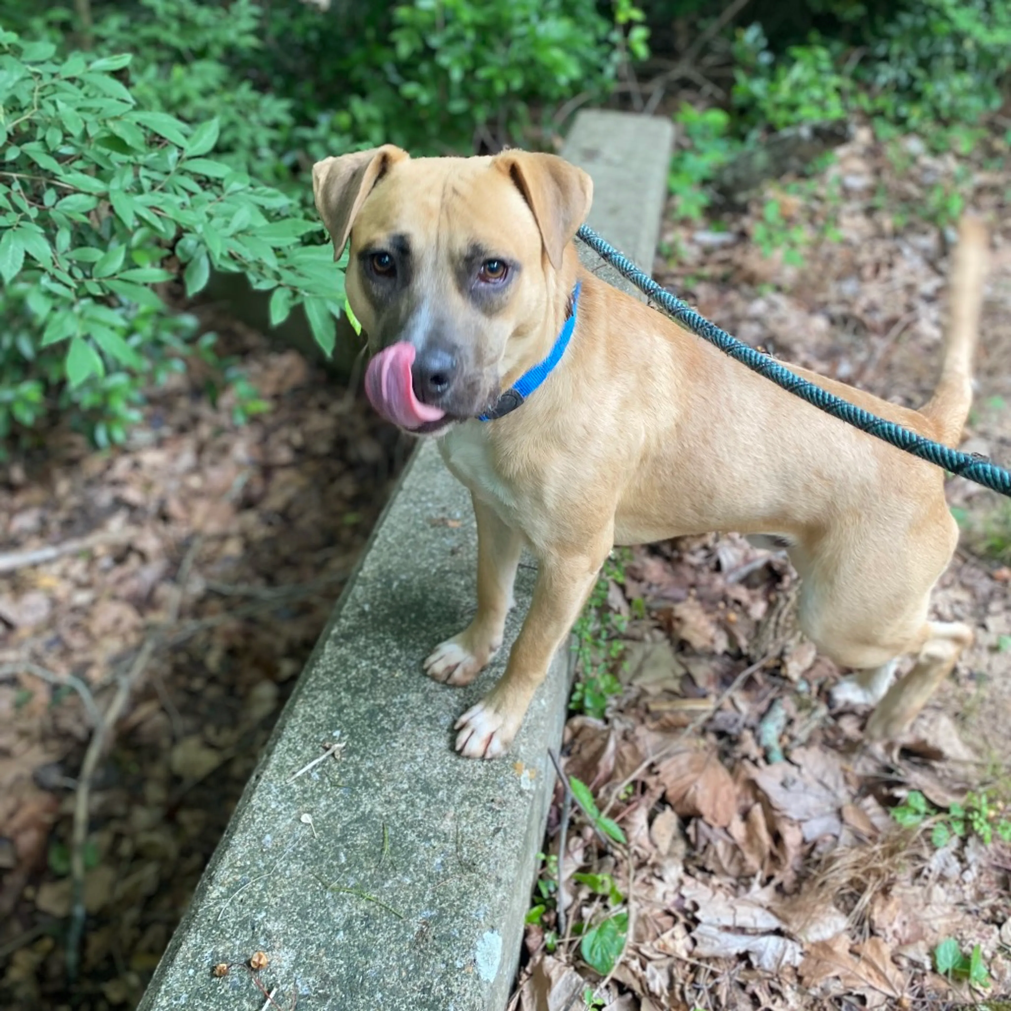 Found pet-6