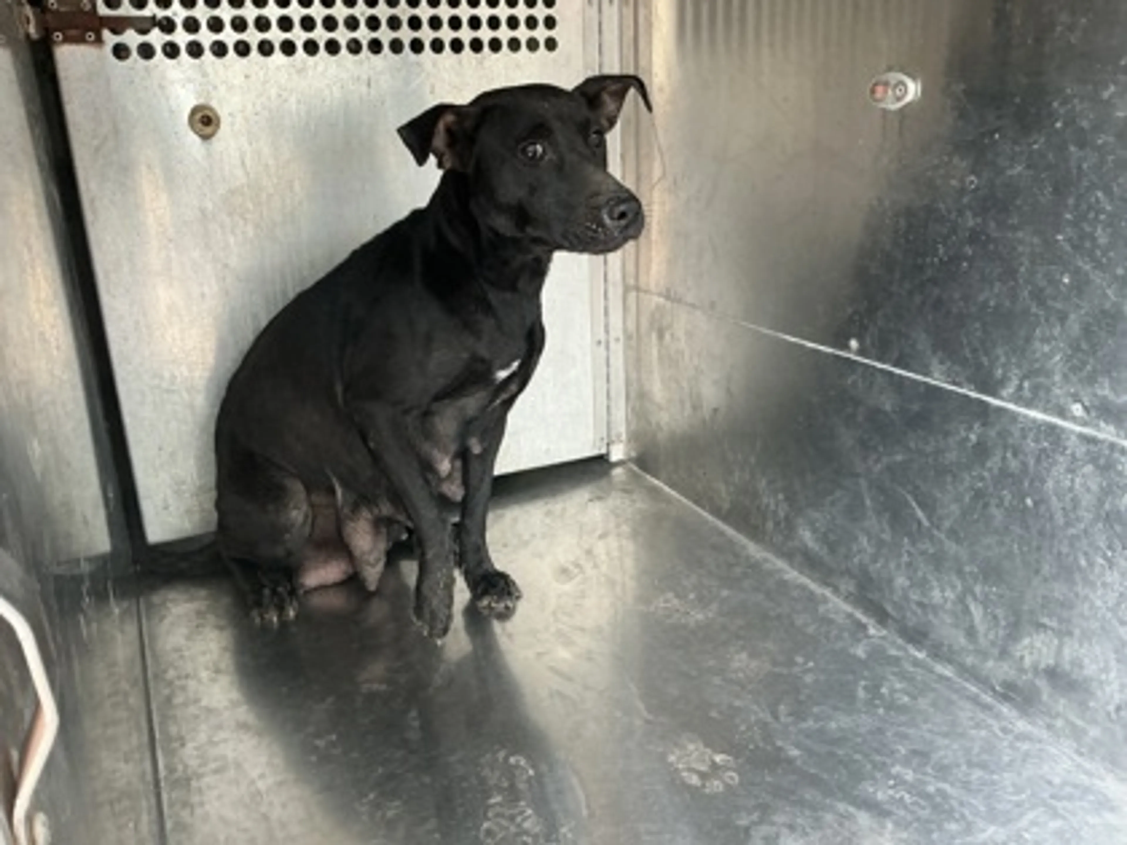 Found pet