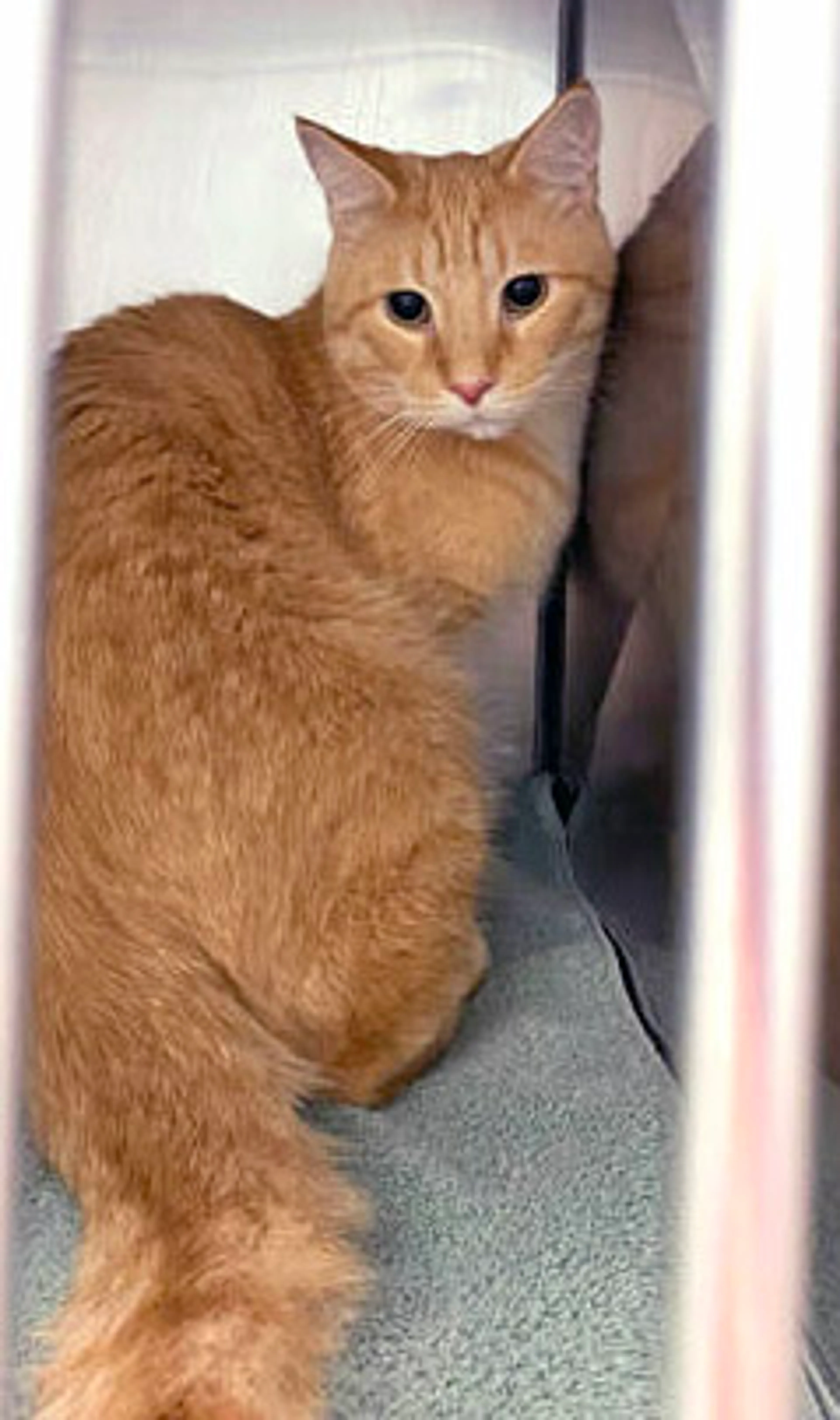 Found pet-1