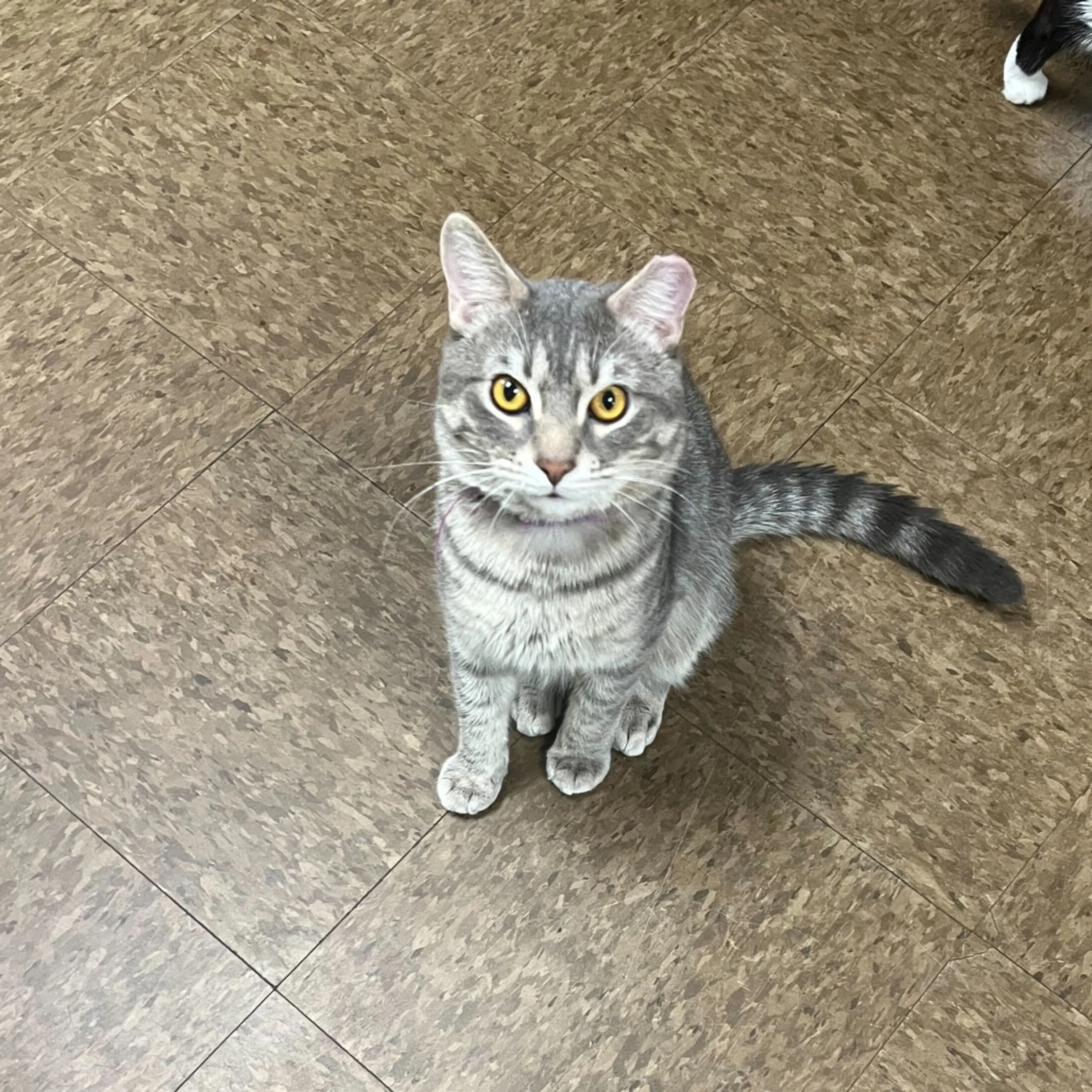 Found pet-2