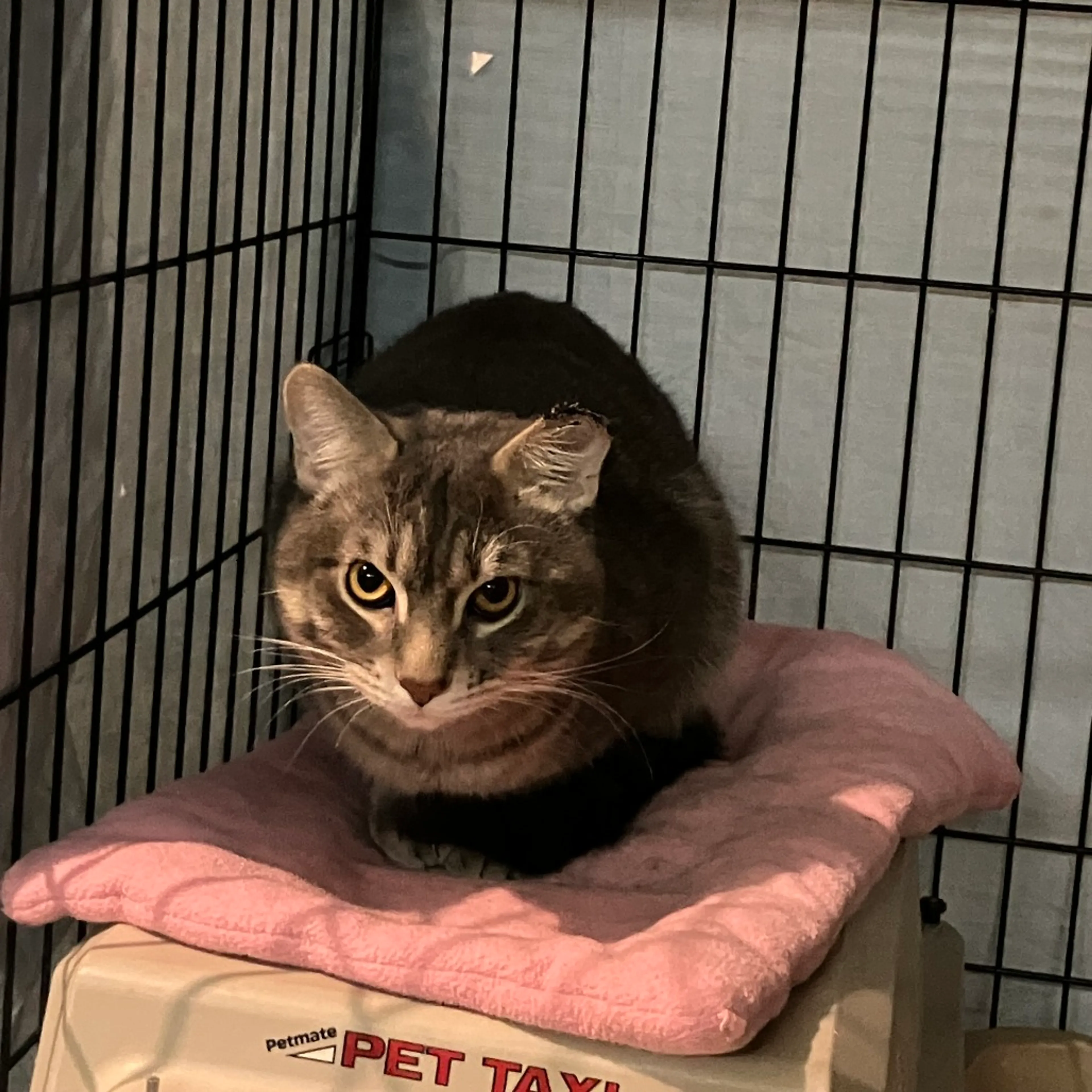 Found pet-1
