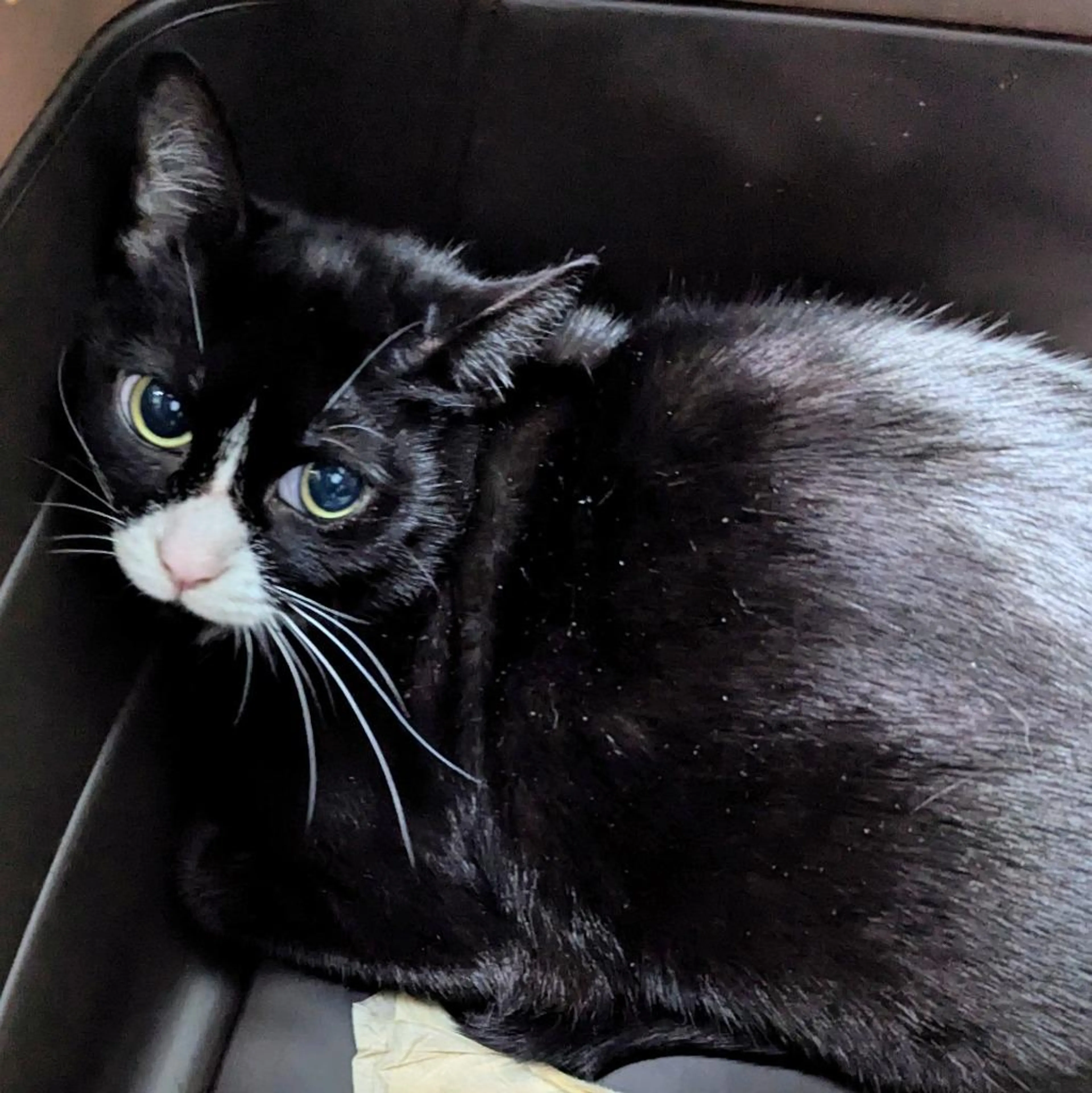 Found pet