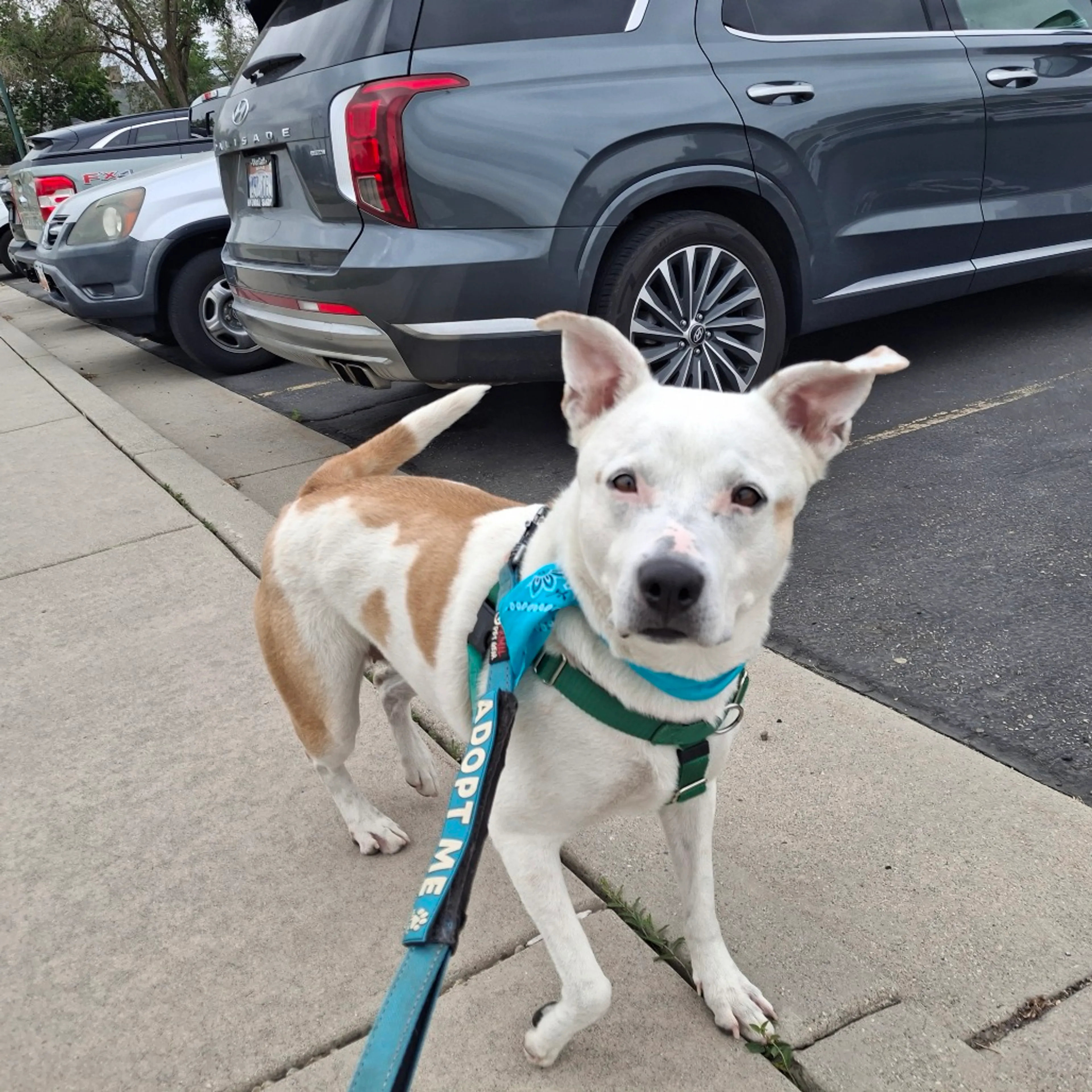 Found pet-7
