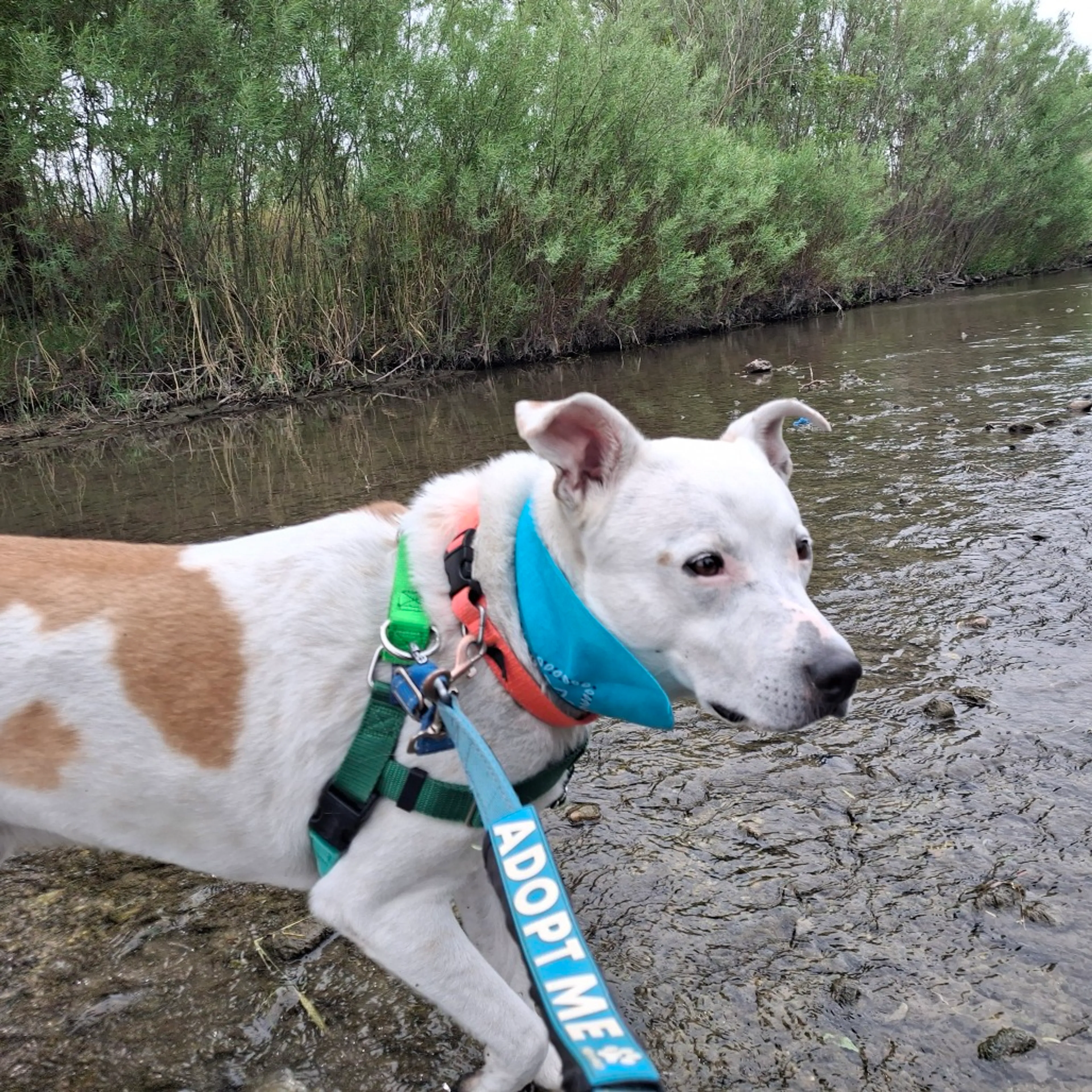Found pet-8
