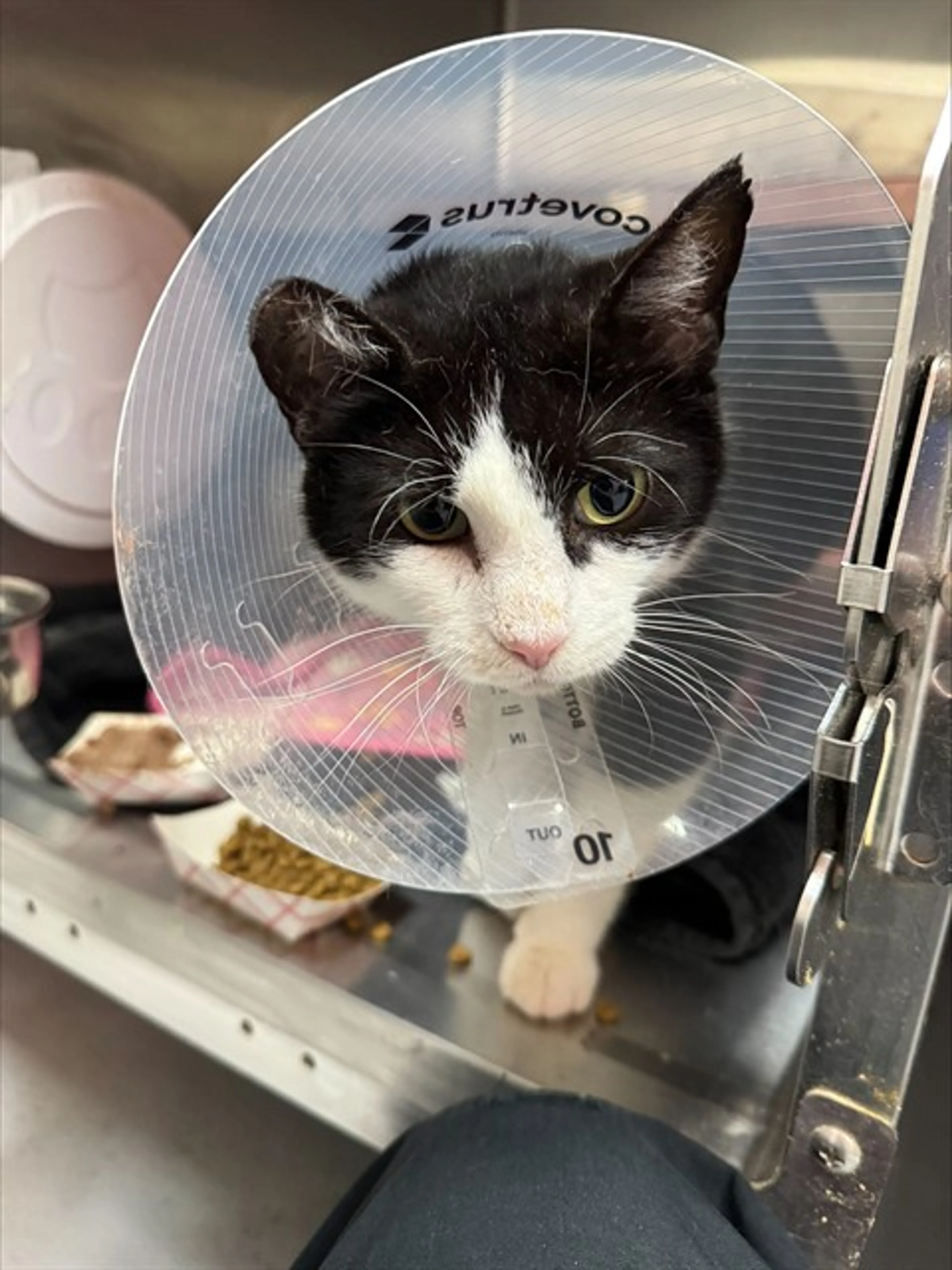 Found pet