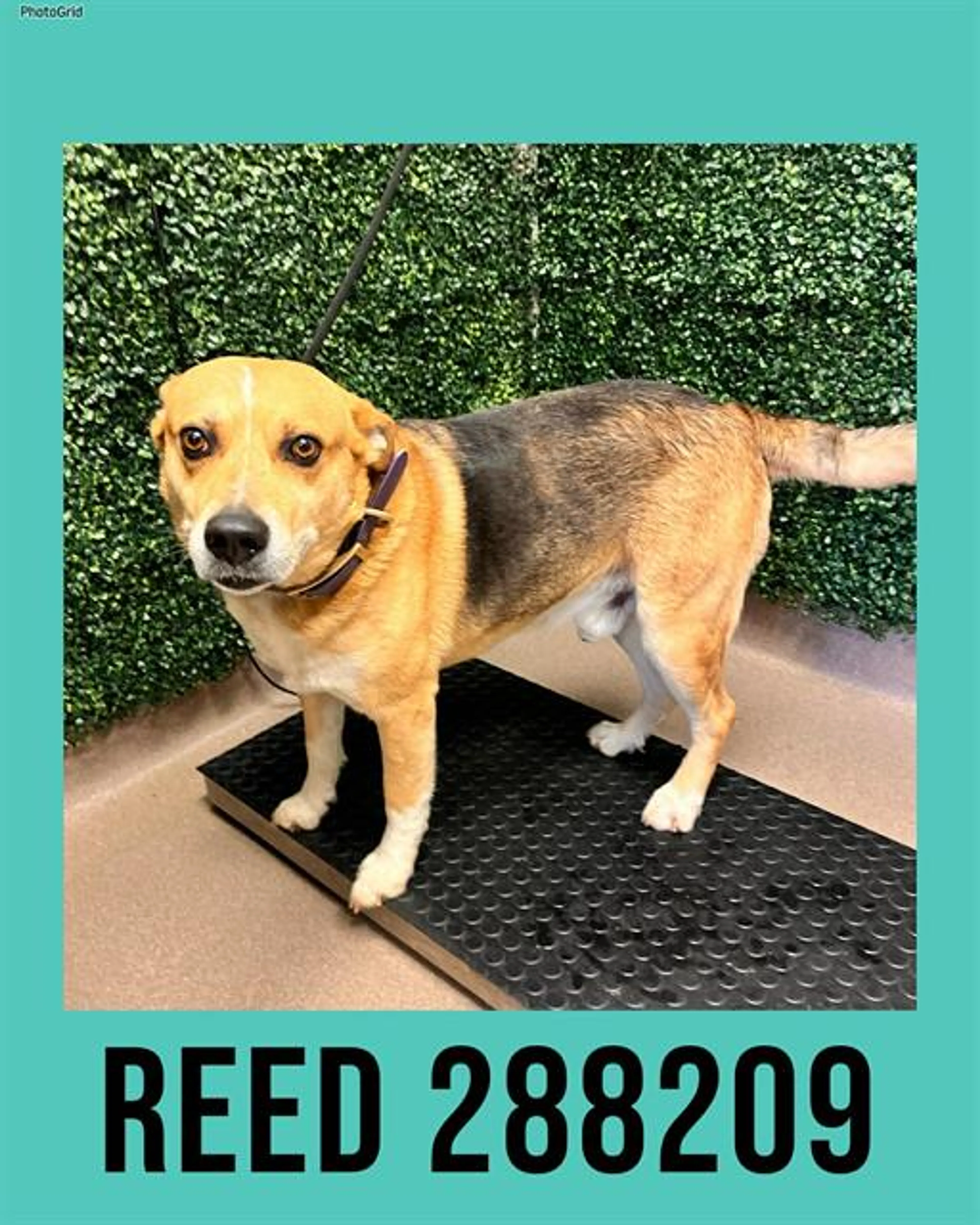 Found pet
