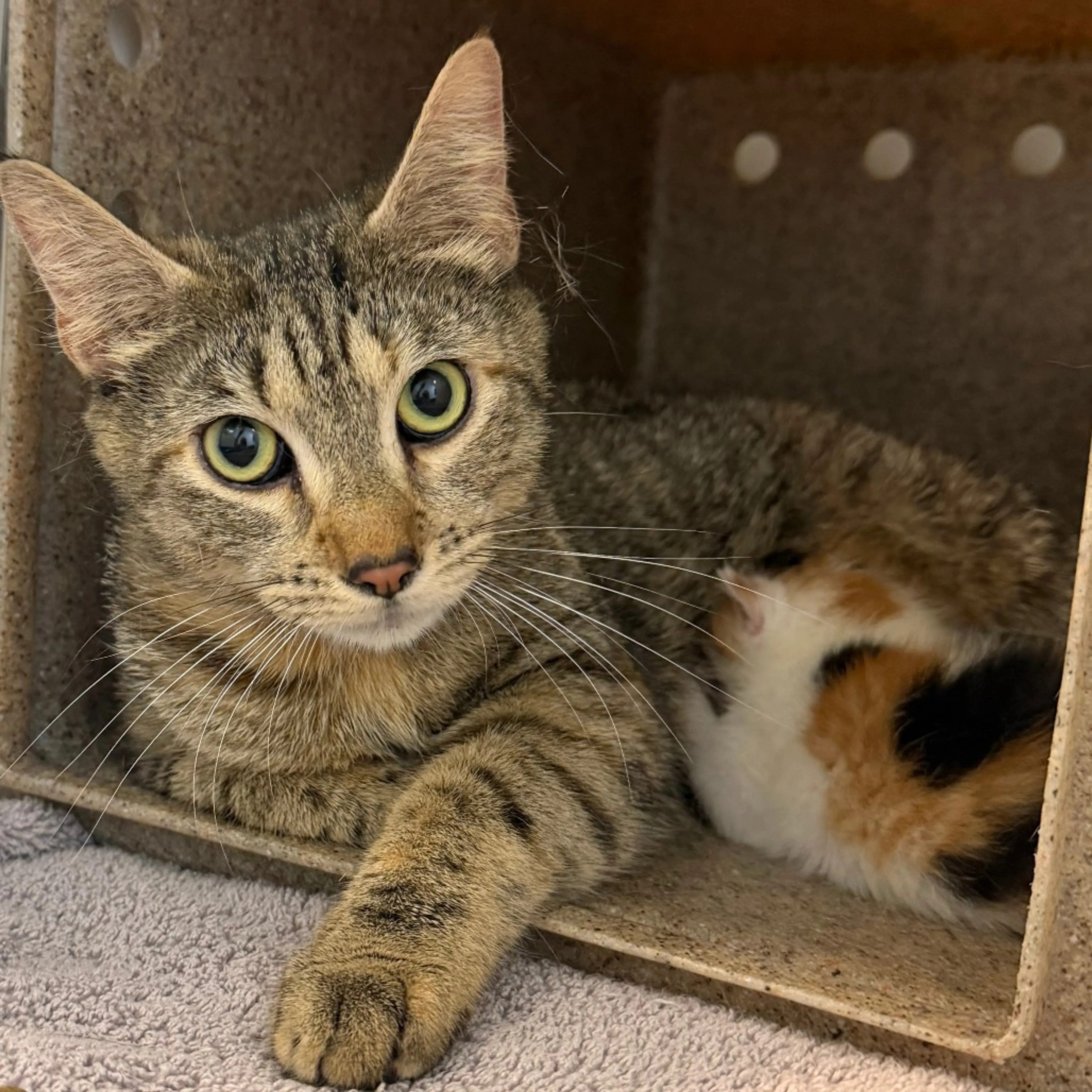Found pet-2