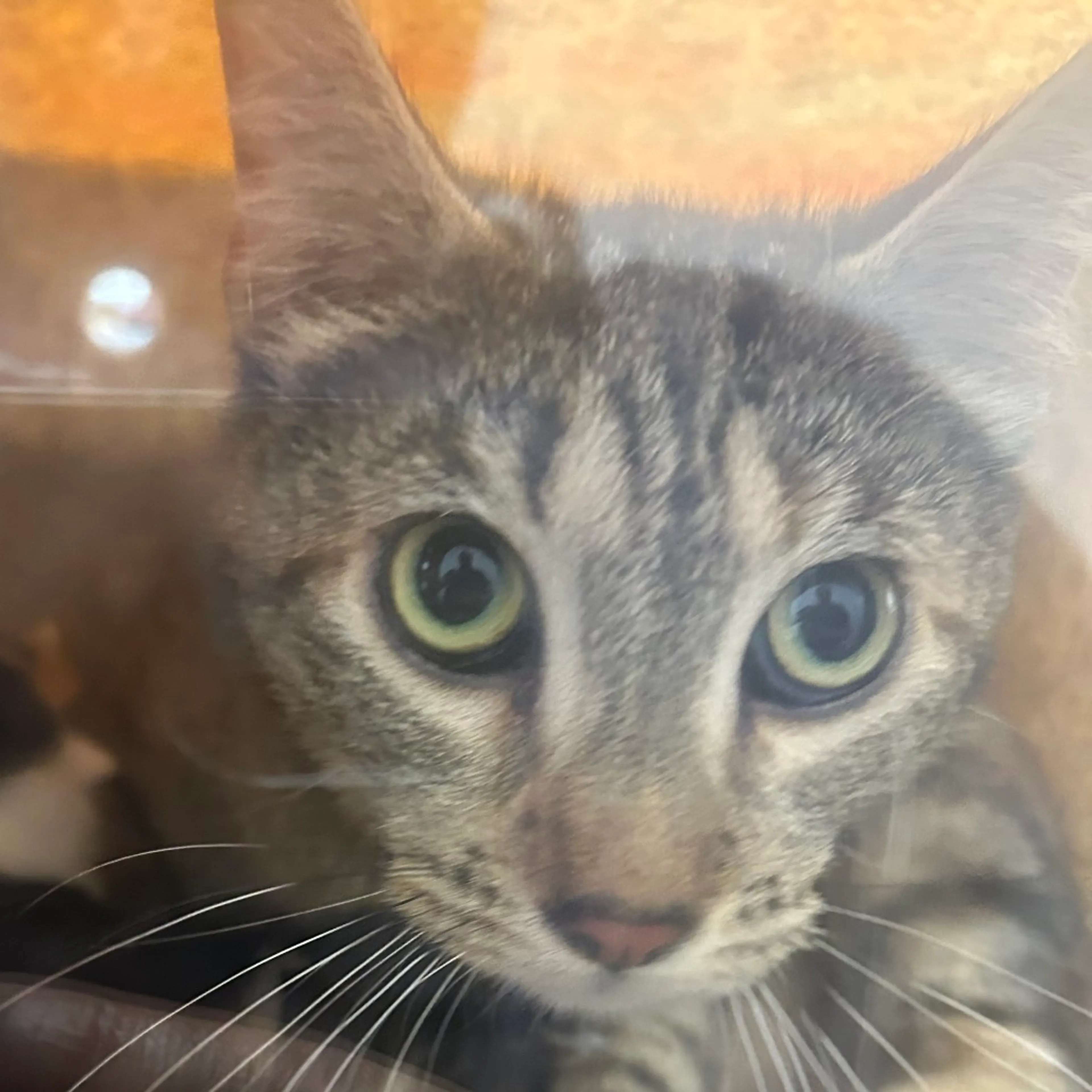 Found pet-1