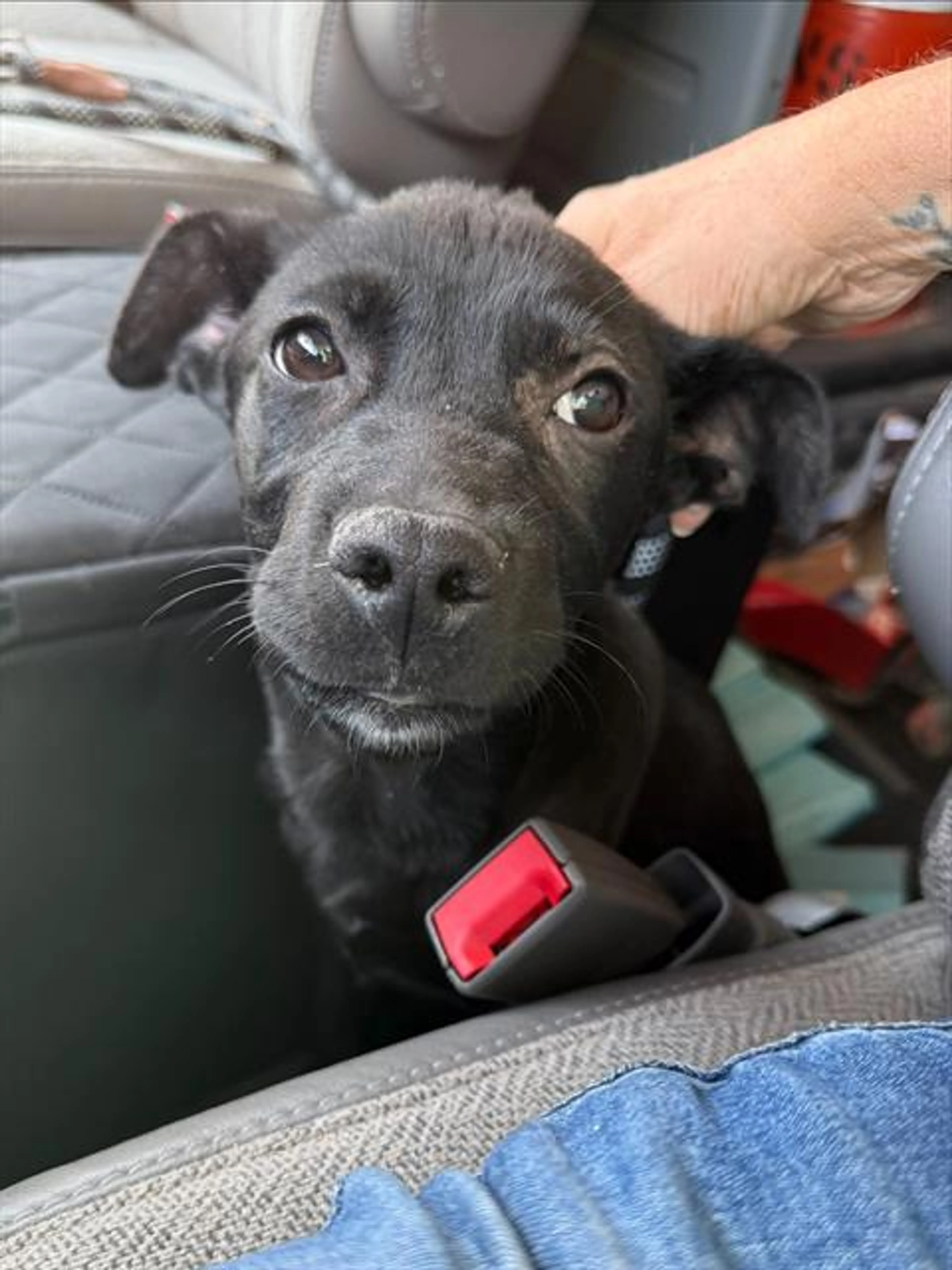 Found pet