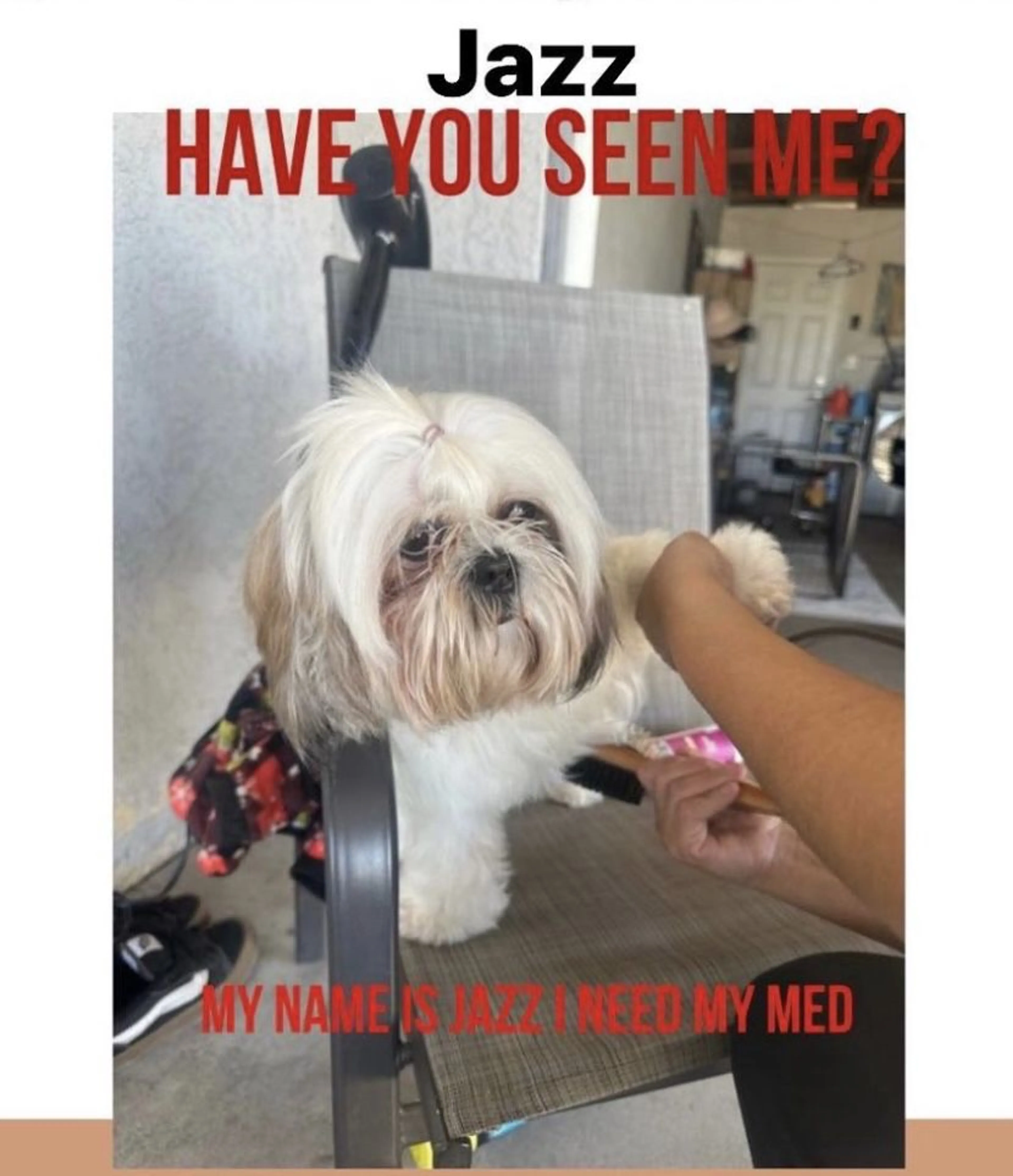 Lost pet