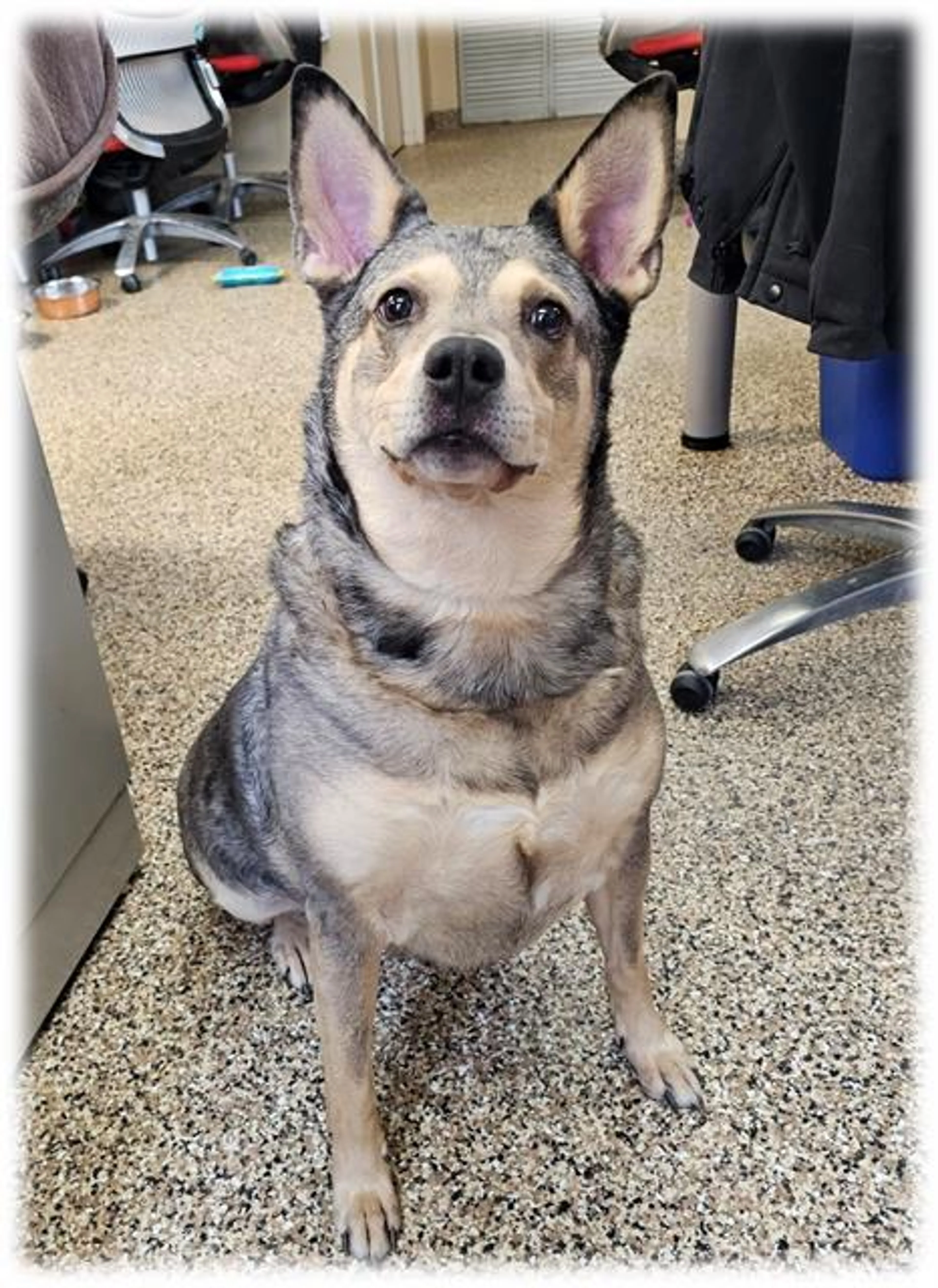 Found pet