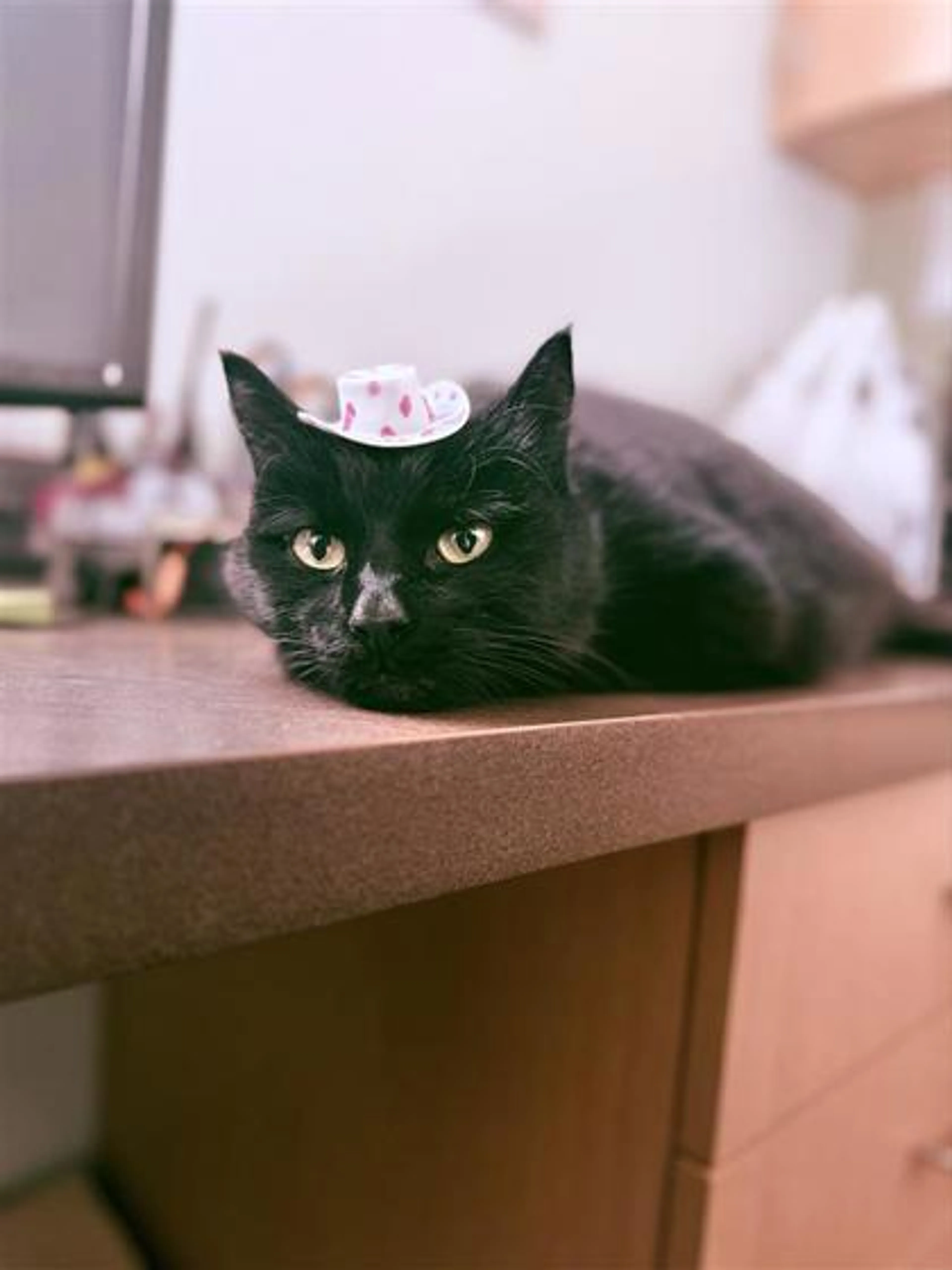 Found pet-2
