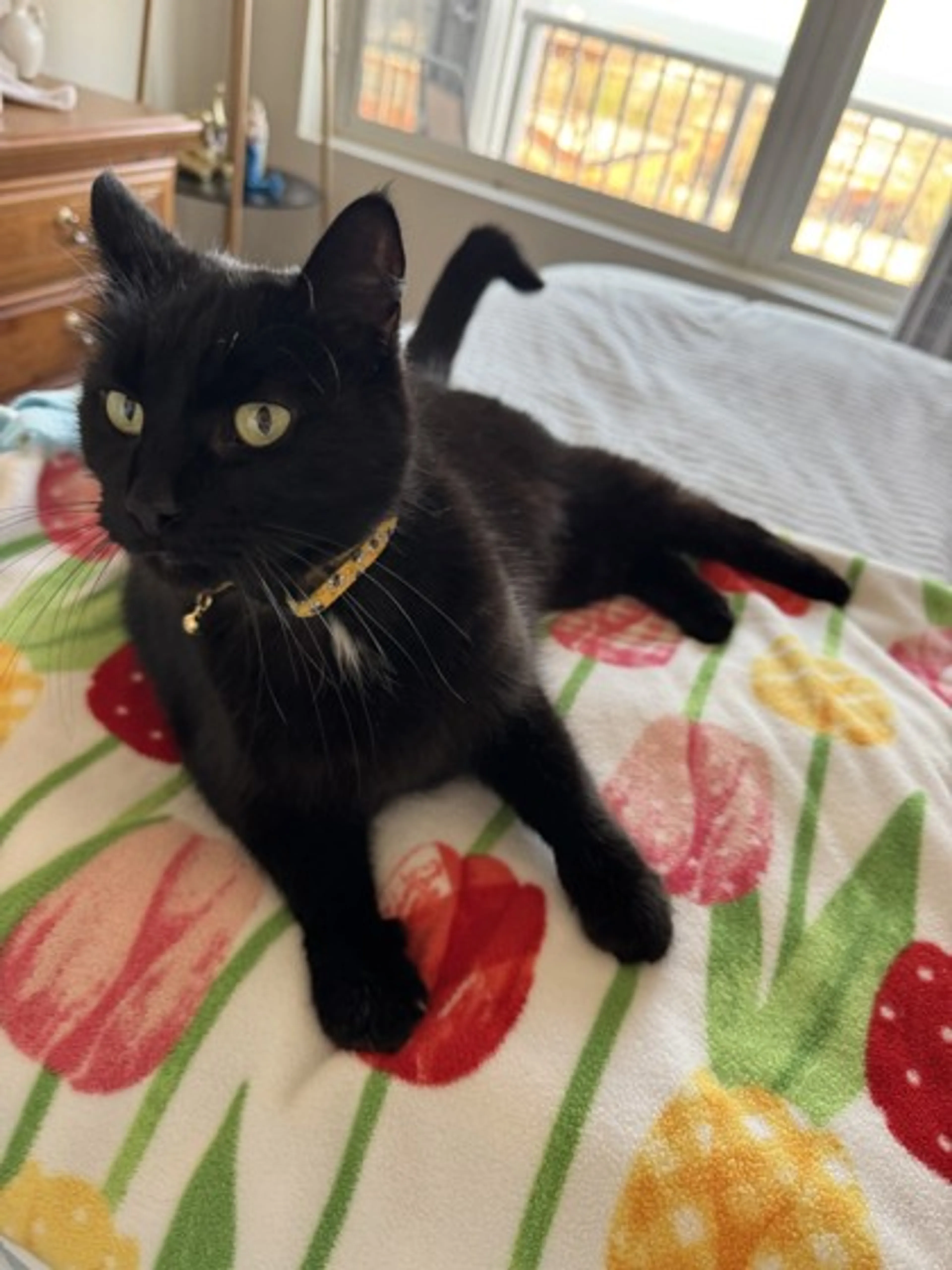 Found pet-1