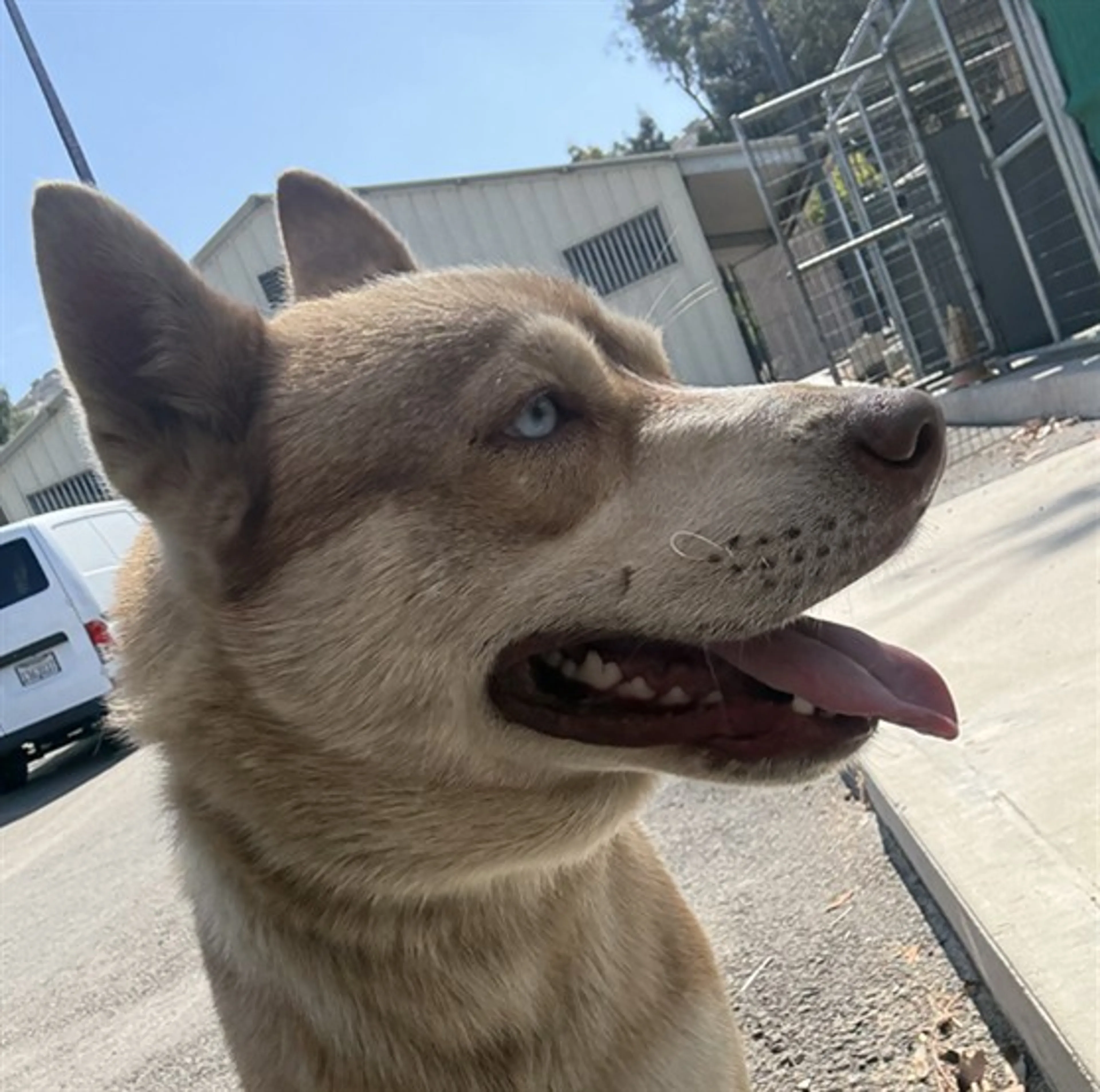 Found pet