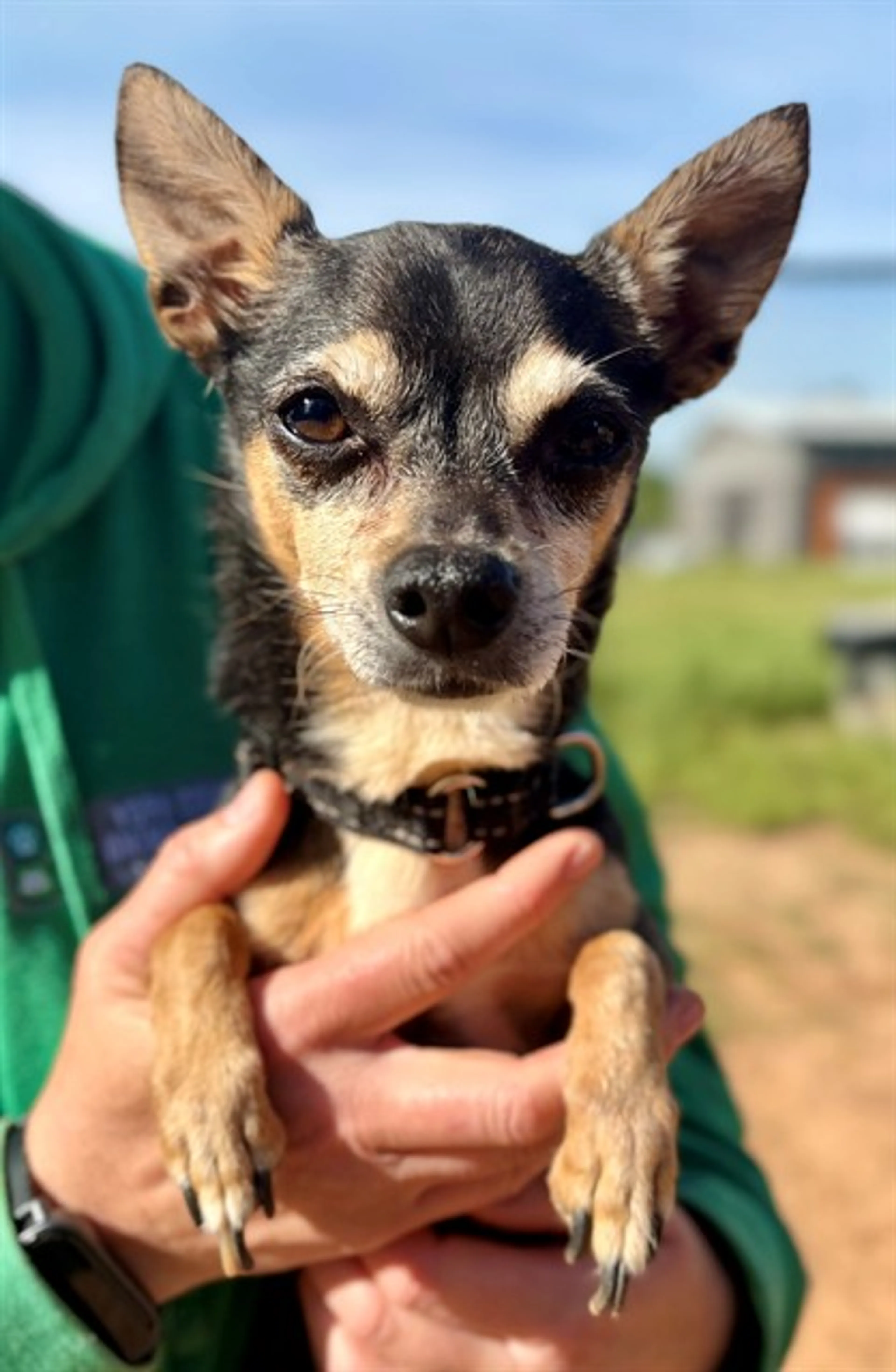 Found pet