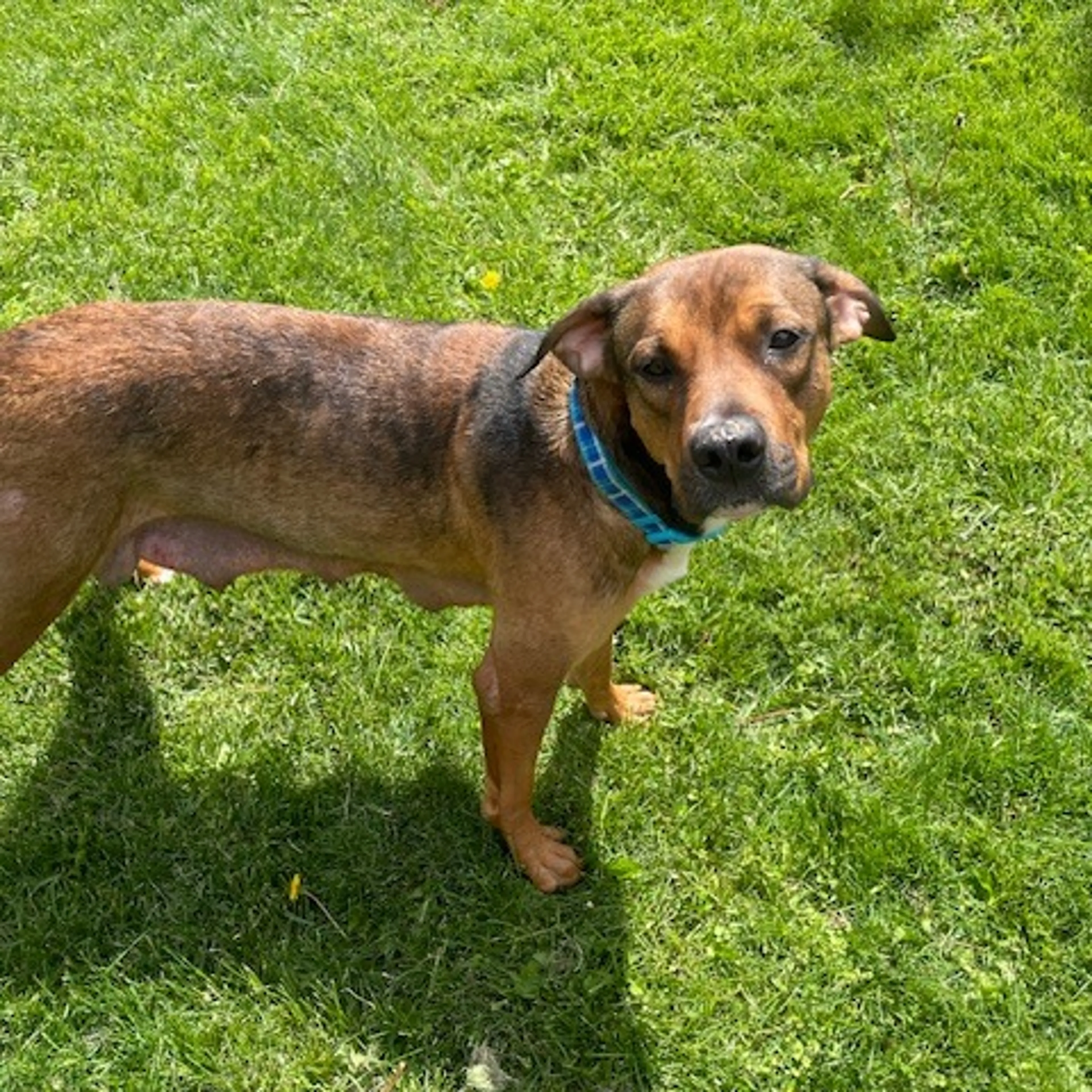 Found pet-1