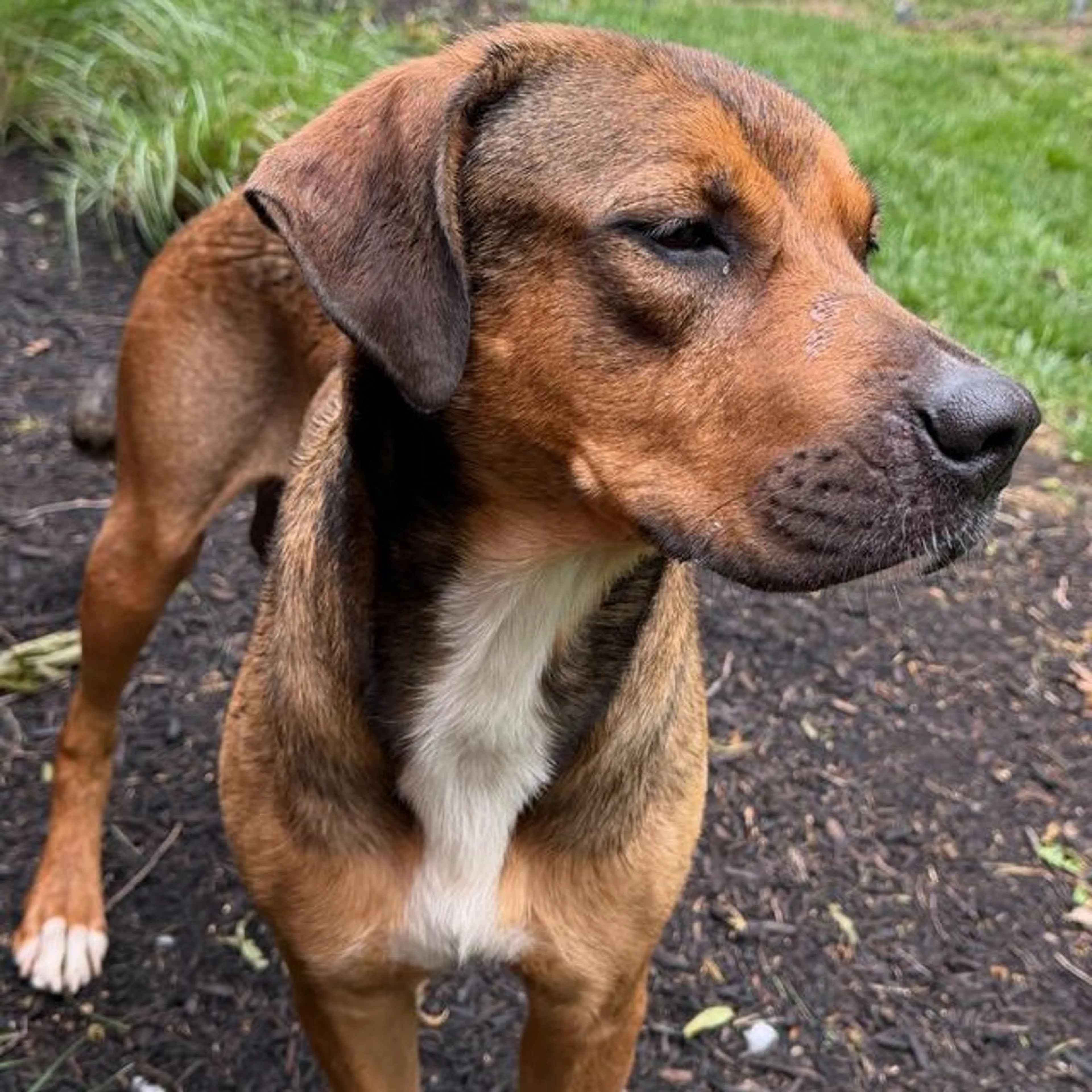 Found pet-4