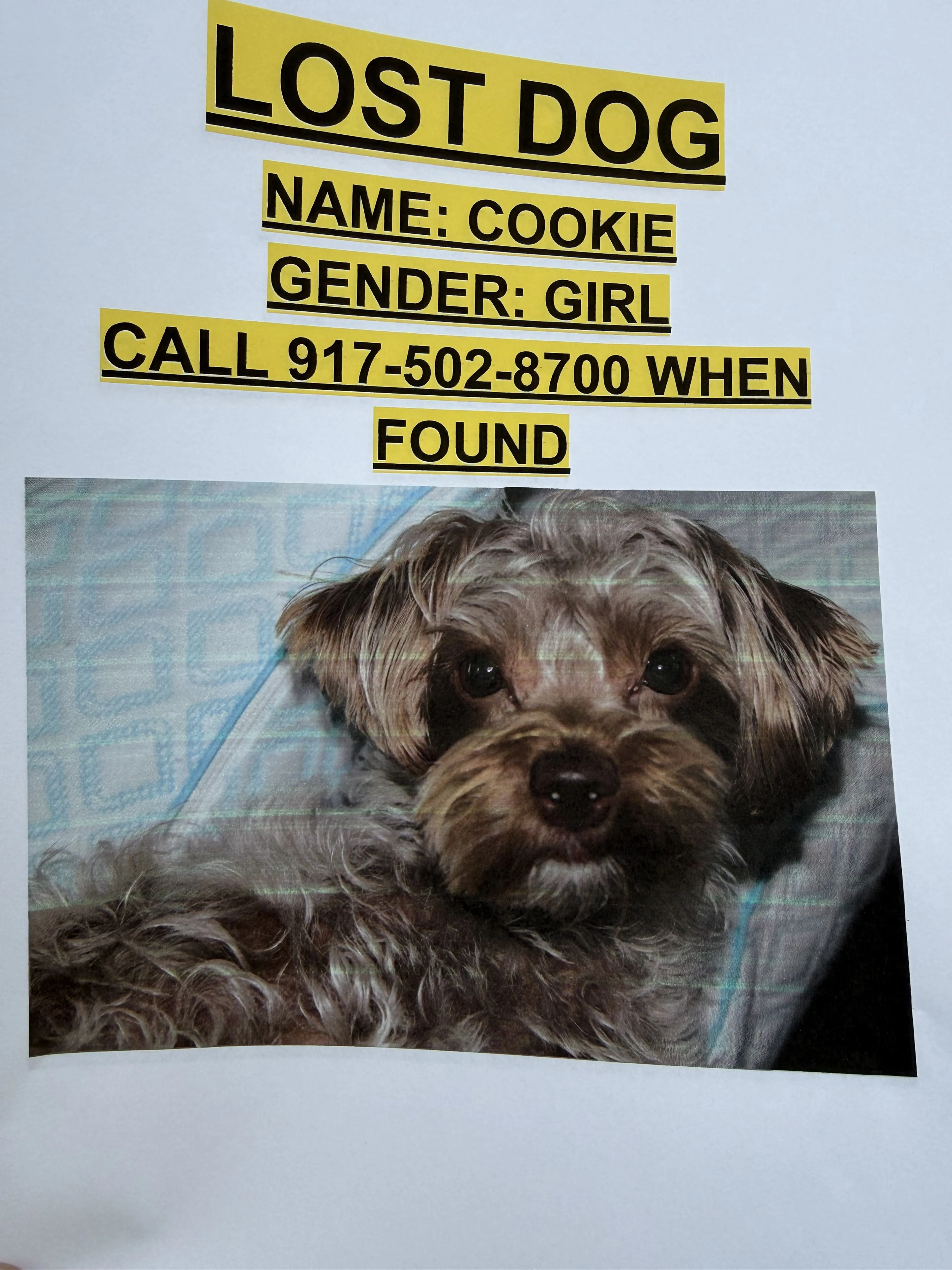 Lost pet