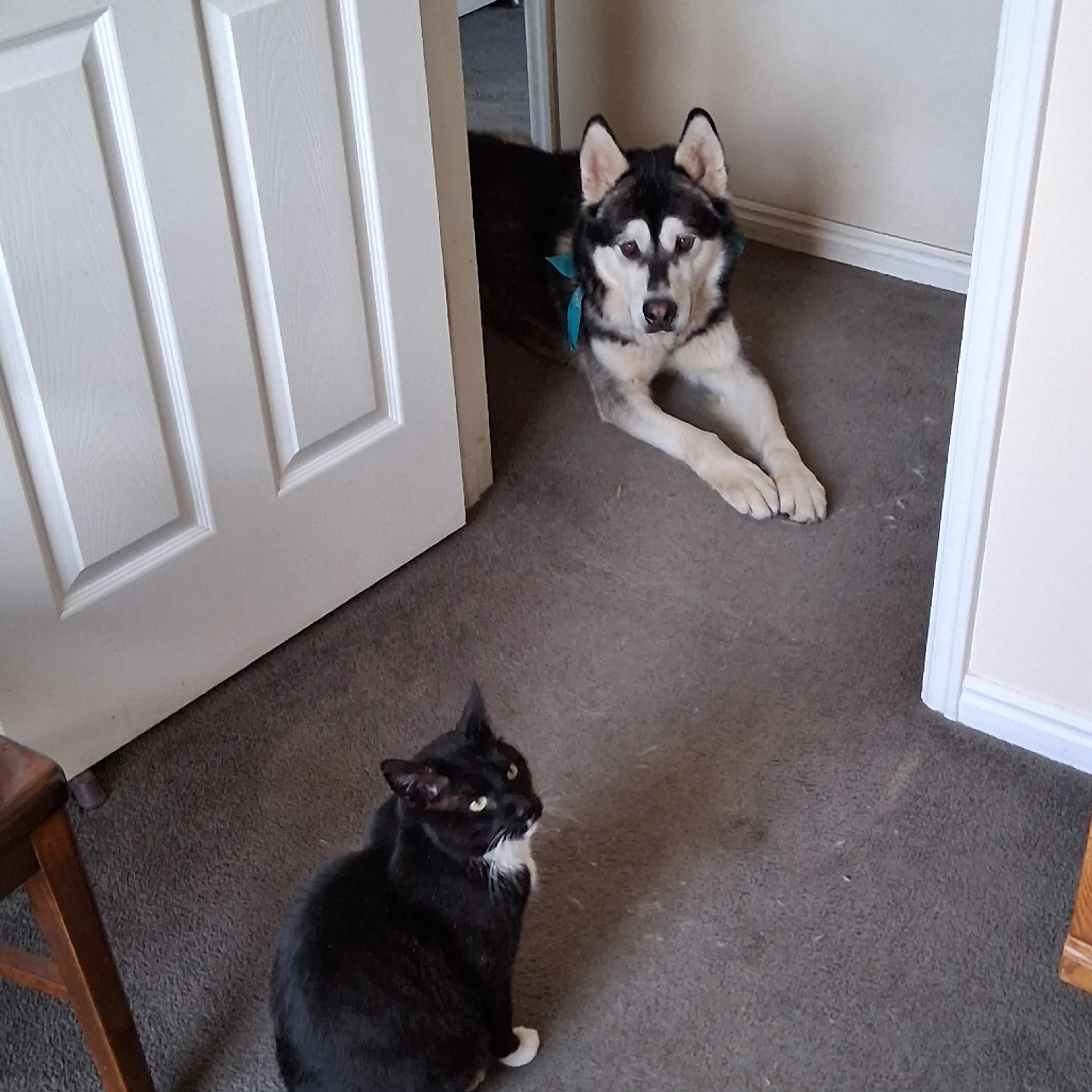 Found pet-6