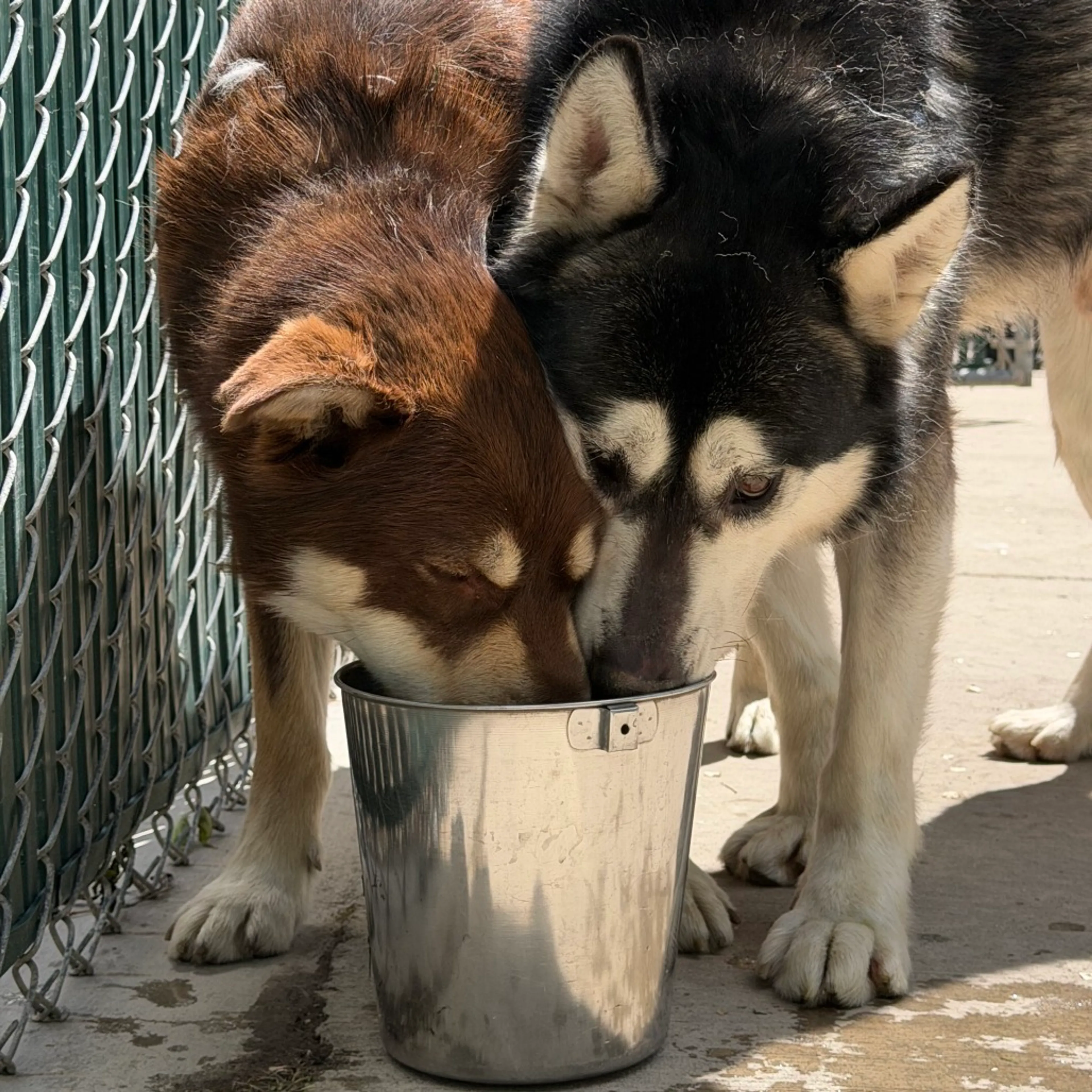 Found pet-3