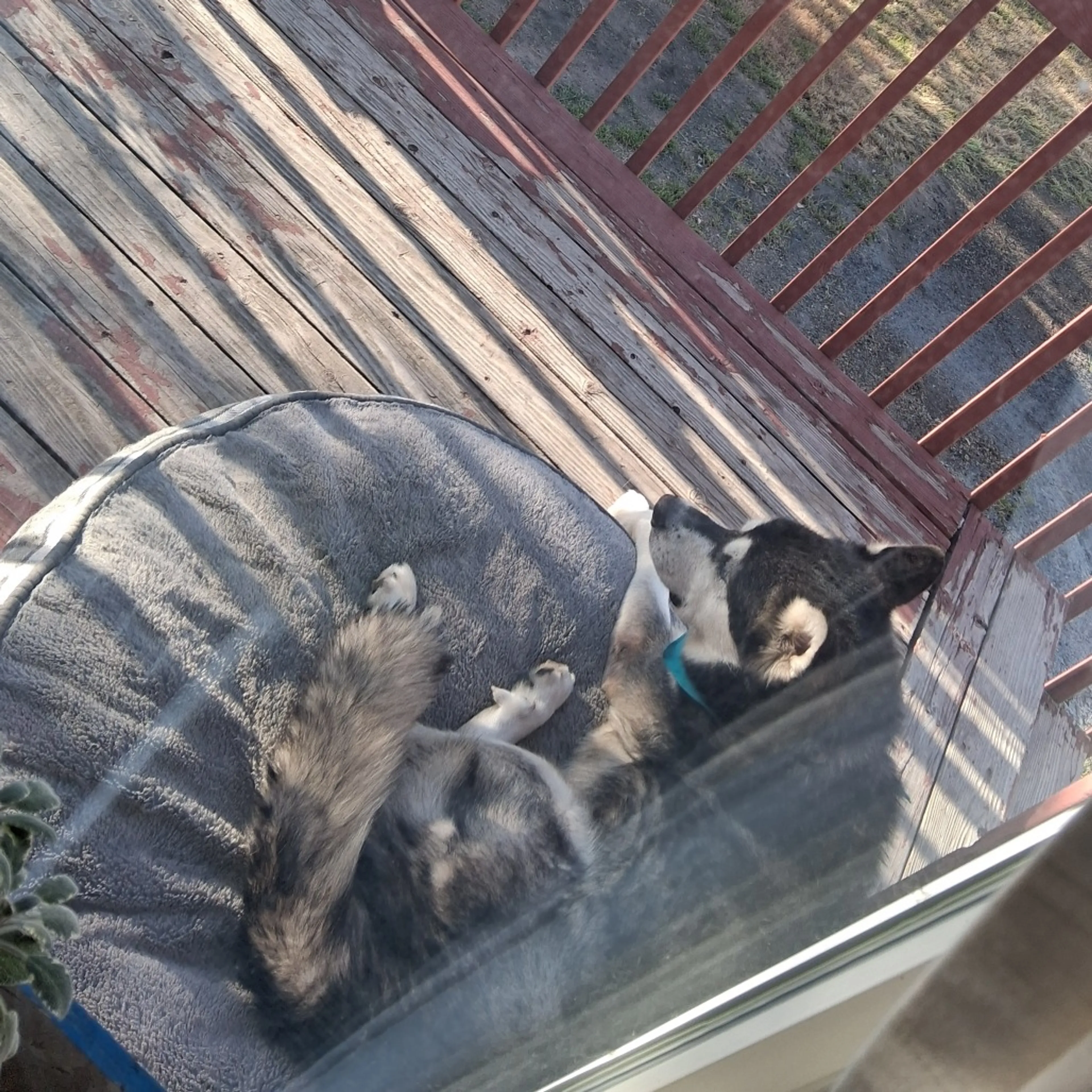 Found pet-7