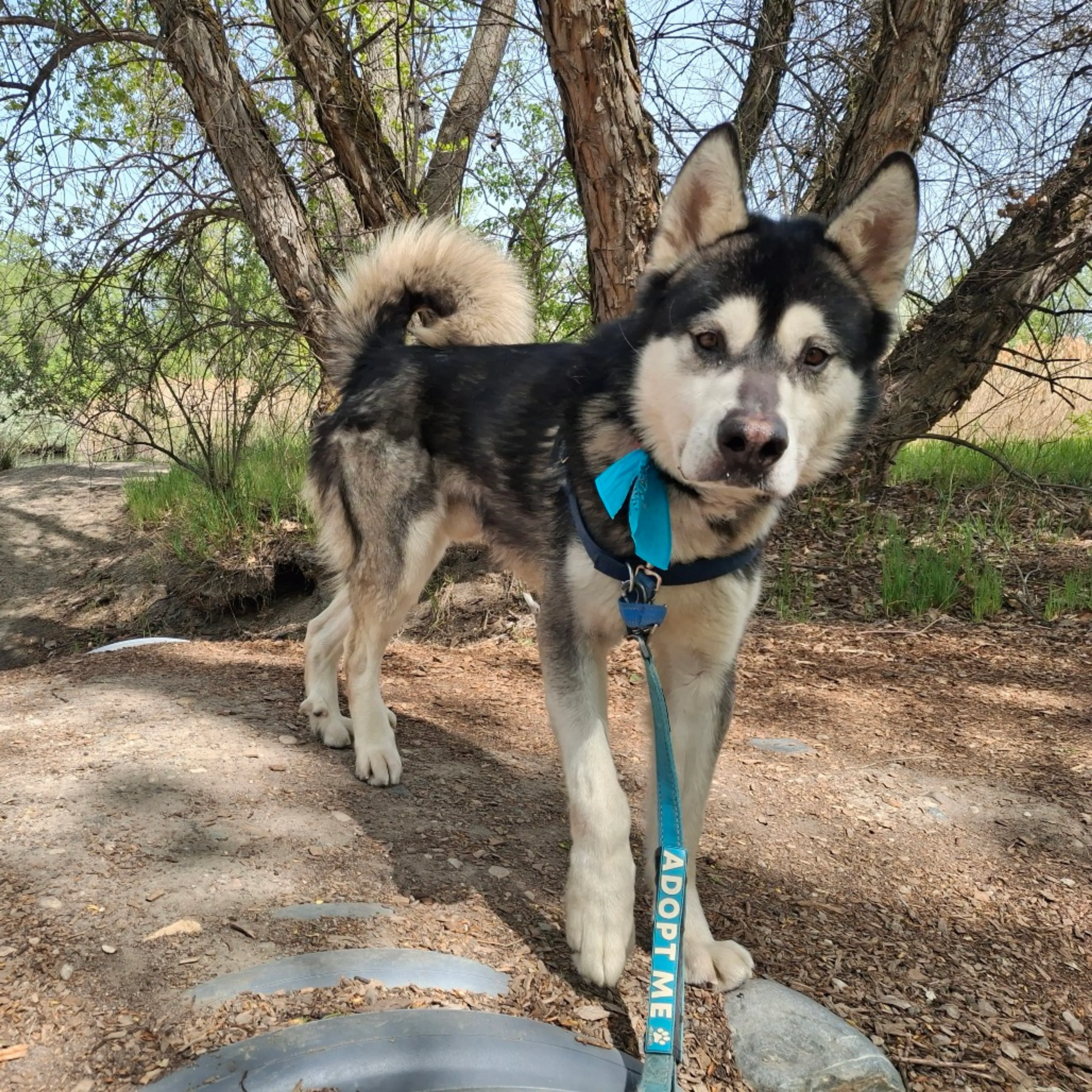 Found pet-4