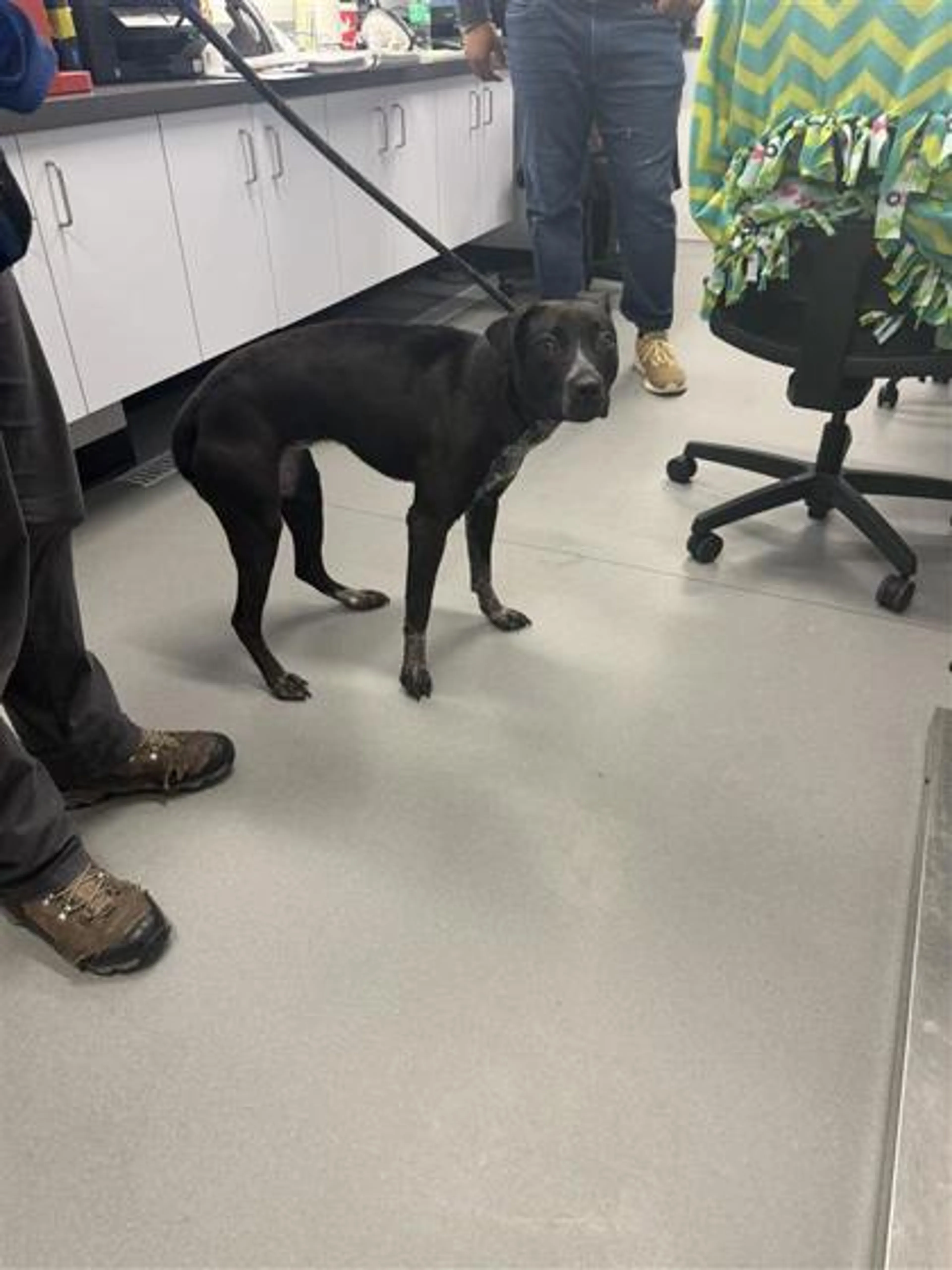 Found pet