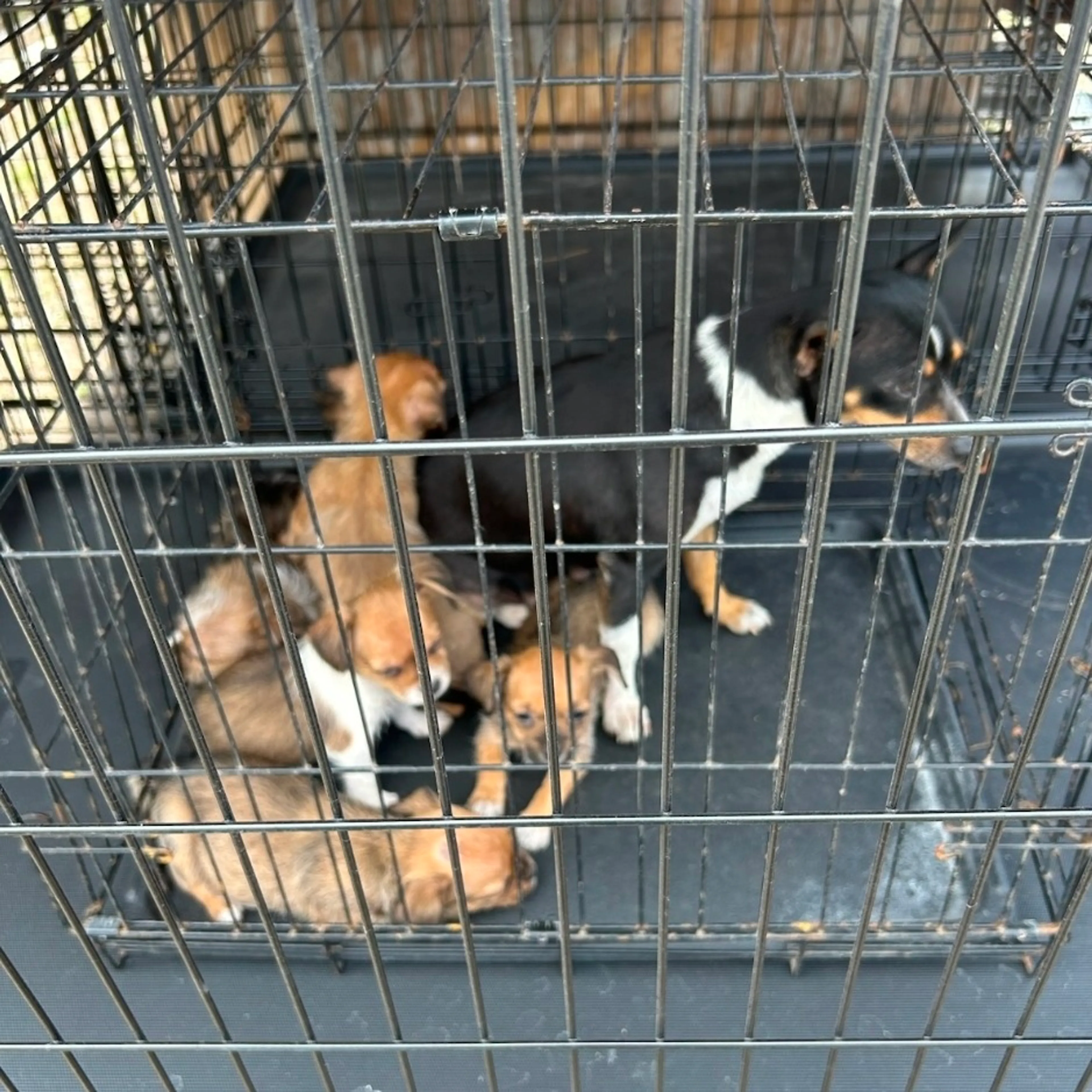 Found pet-1