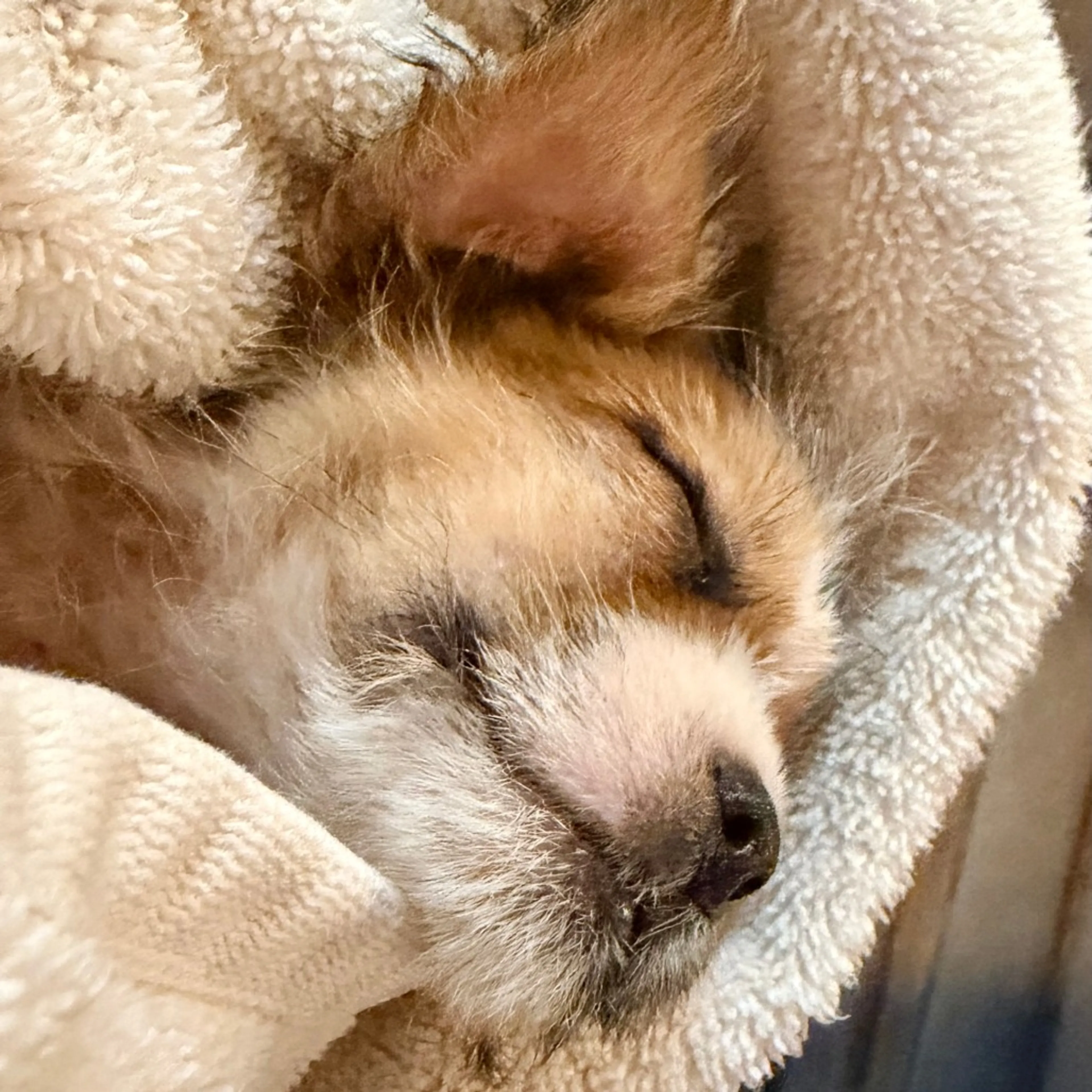 Found pet-1