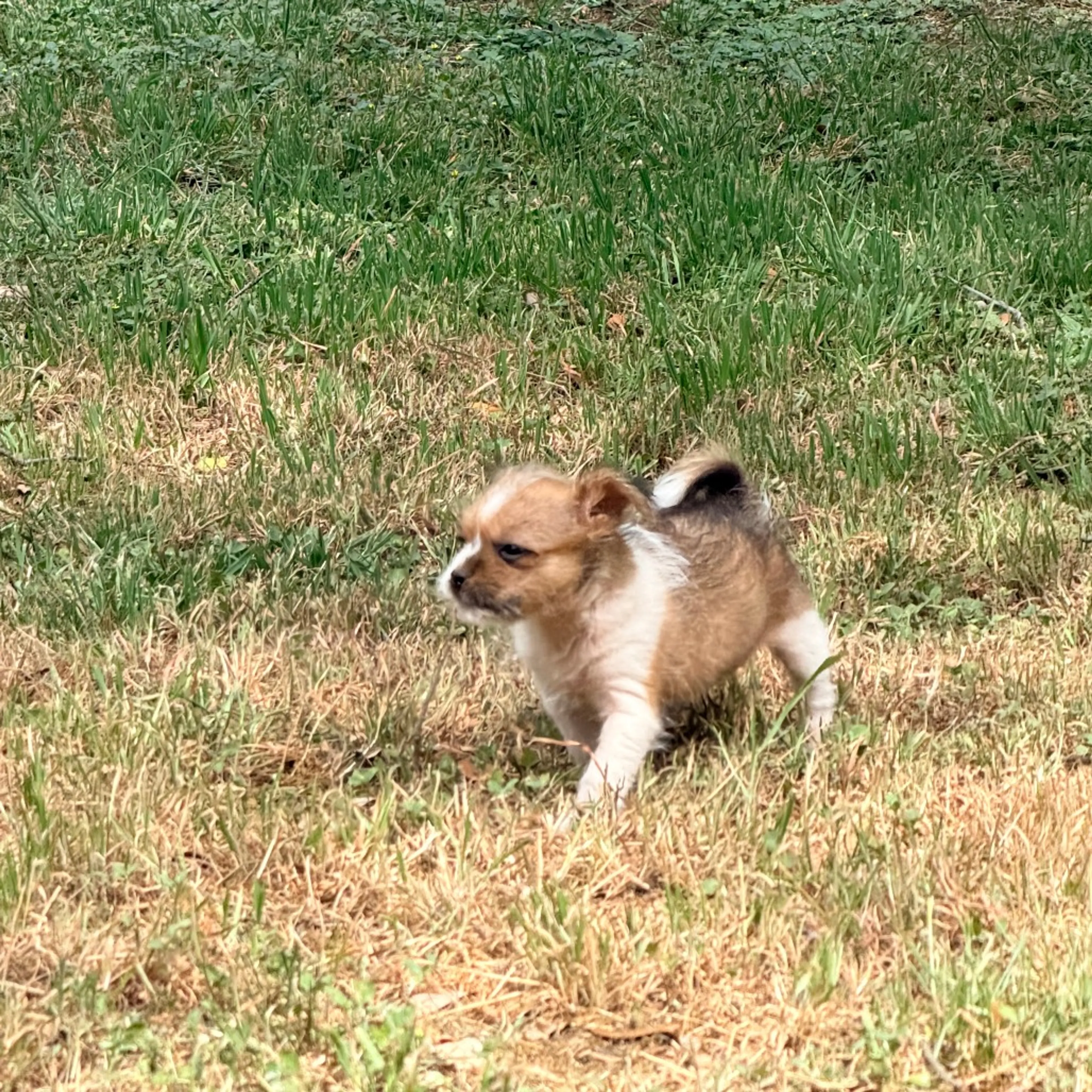 Found pet-3