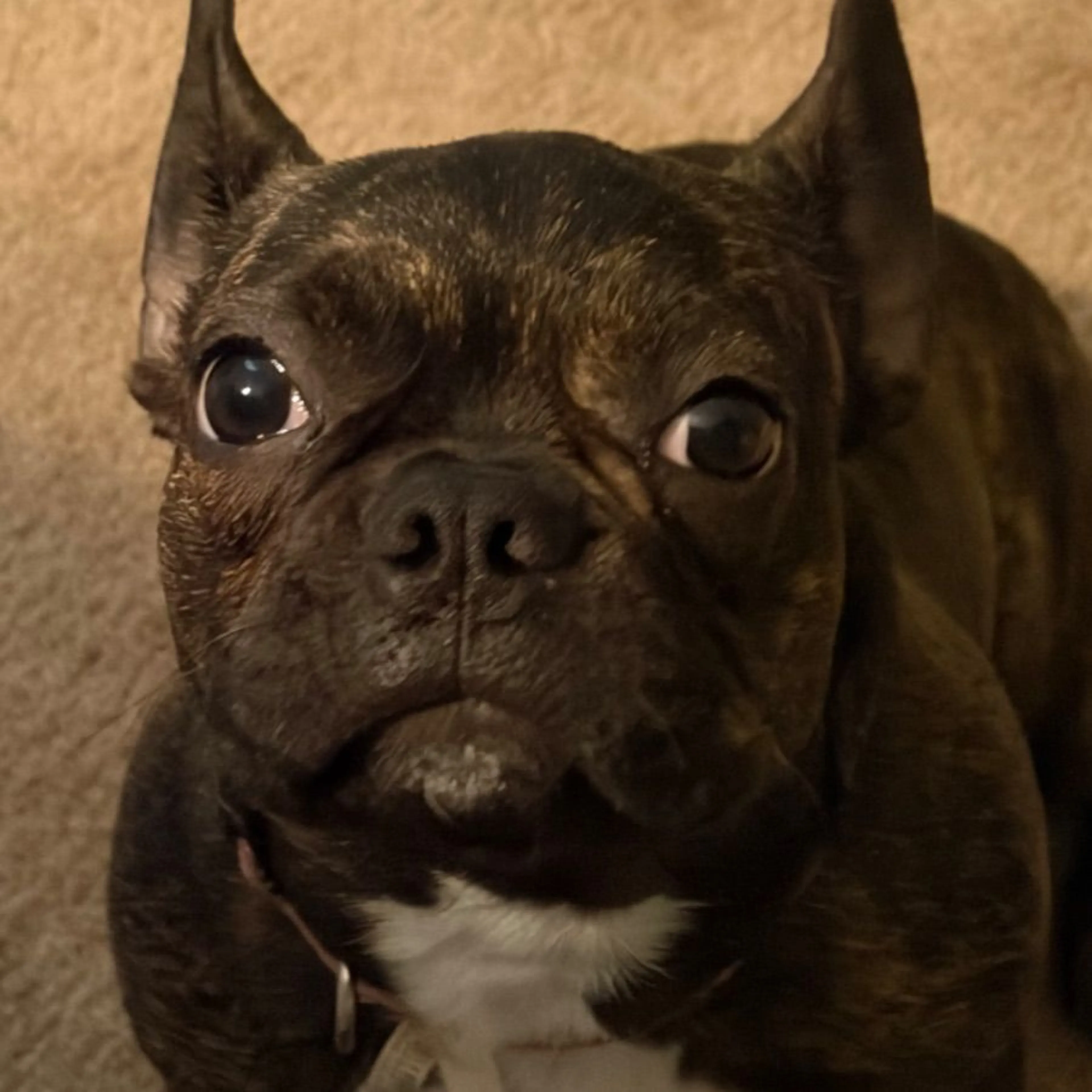 Lost pet