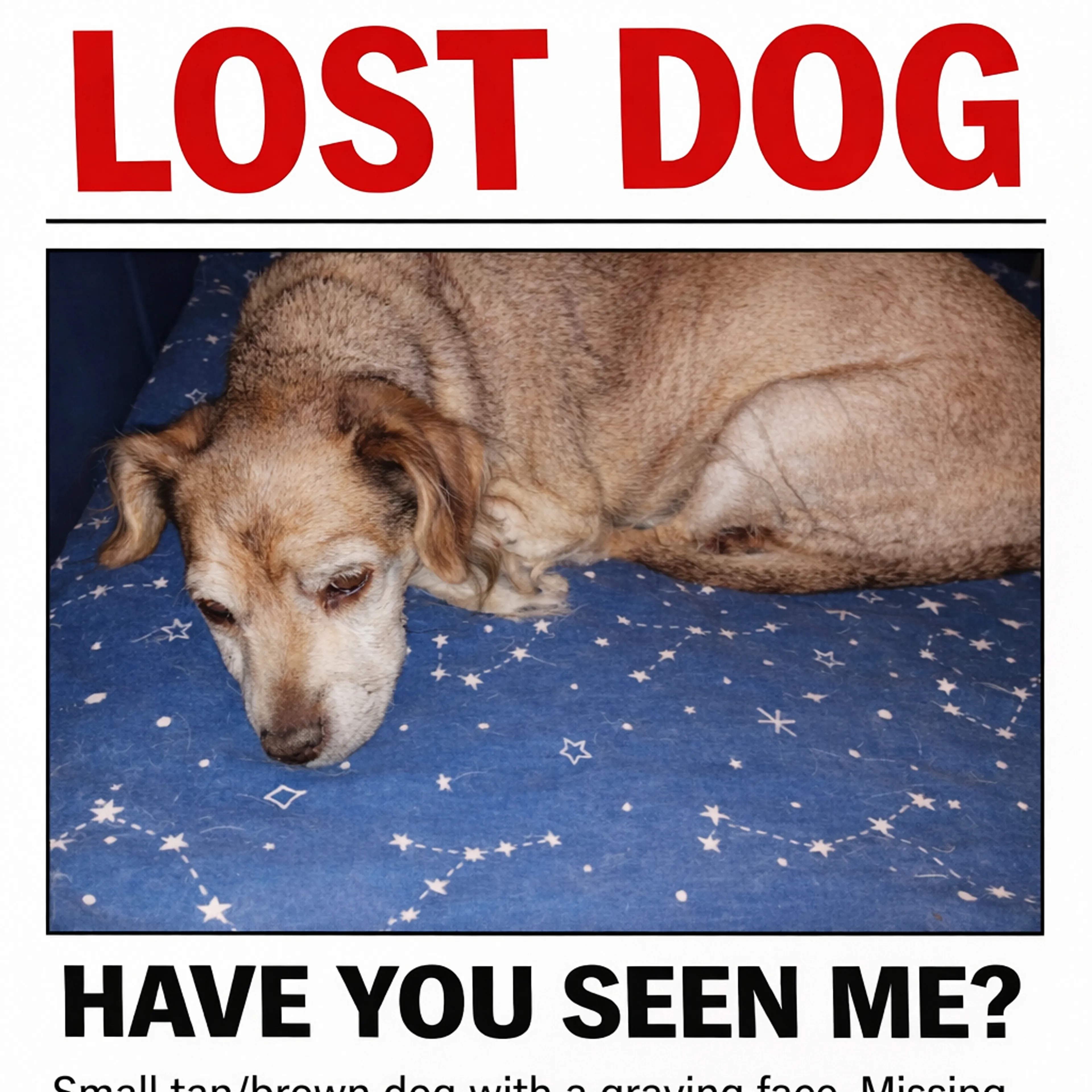 Lost pet