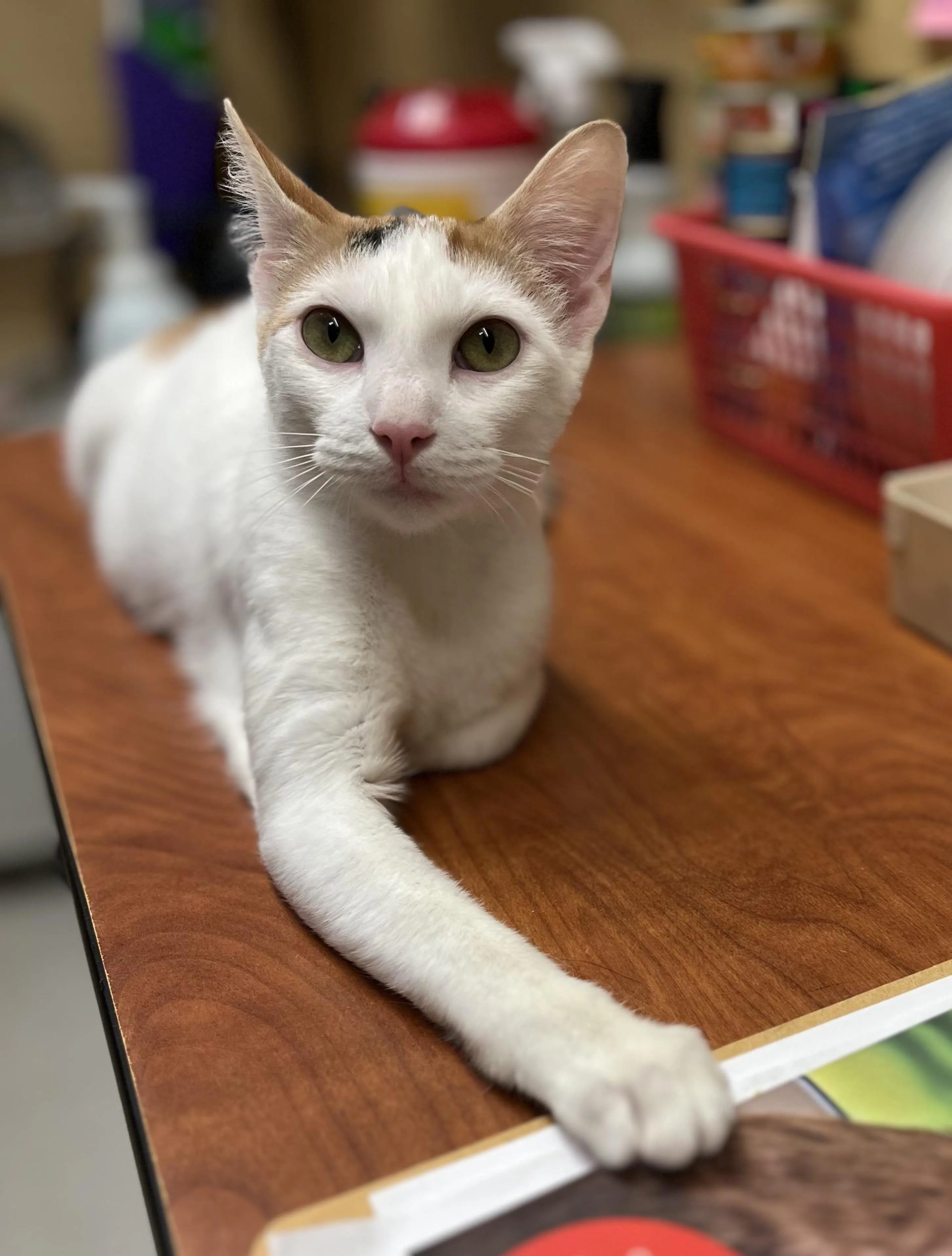 Found pet-2