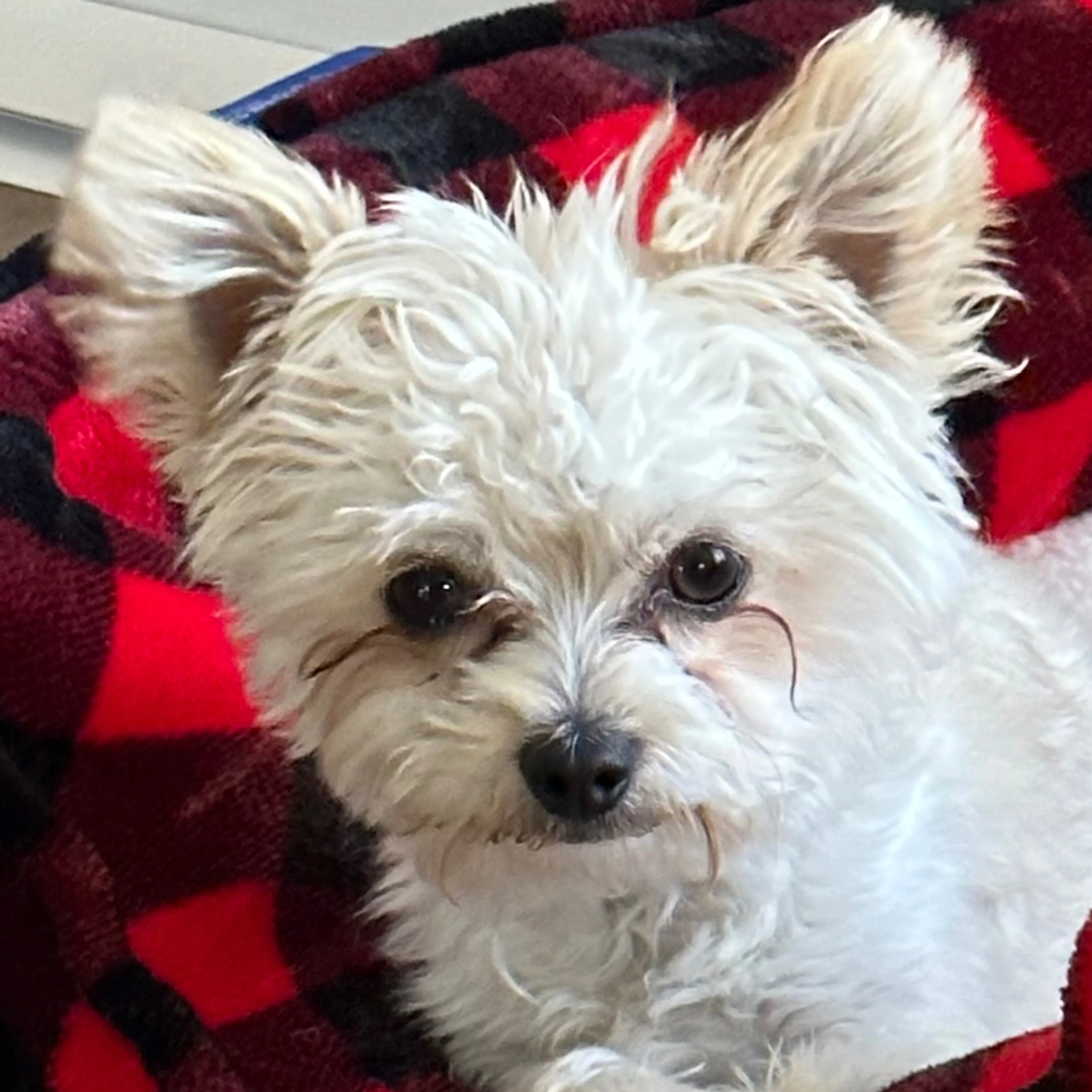Lost pet-2