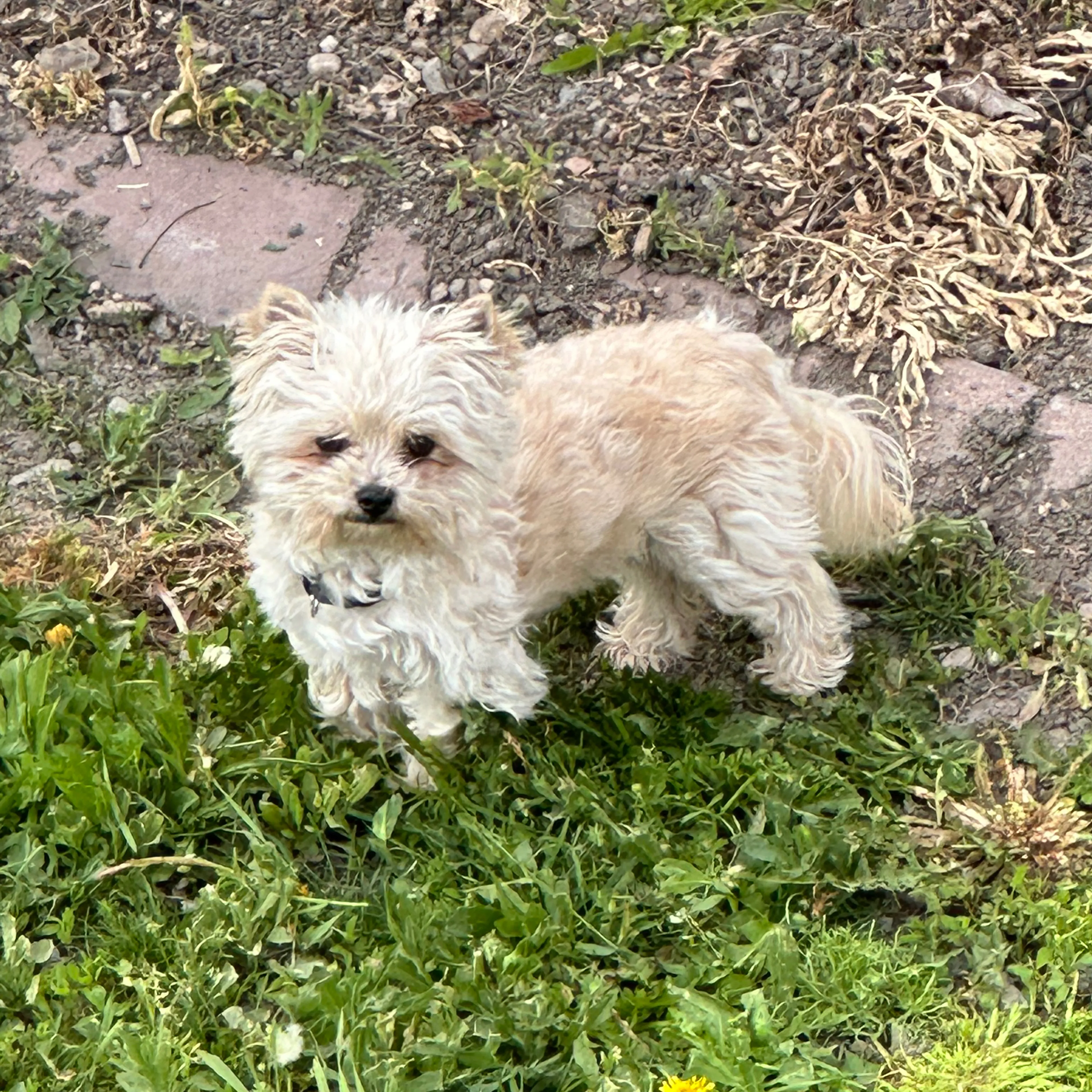 Lost pet-1