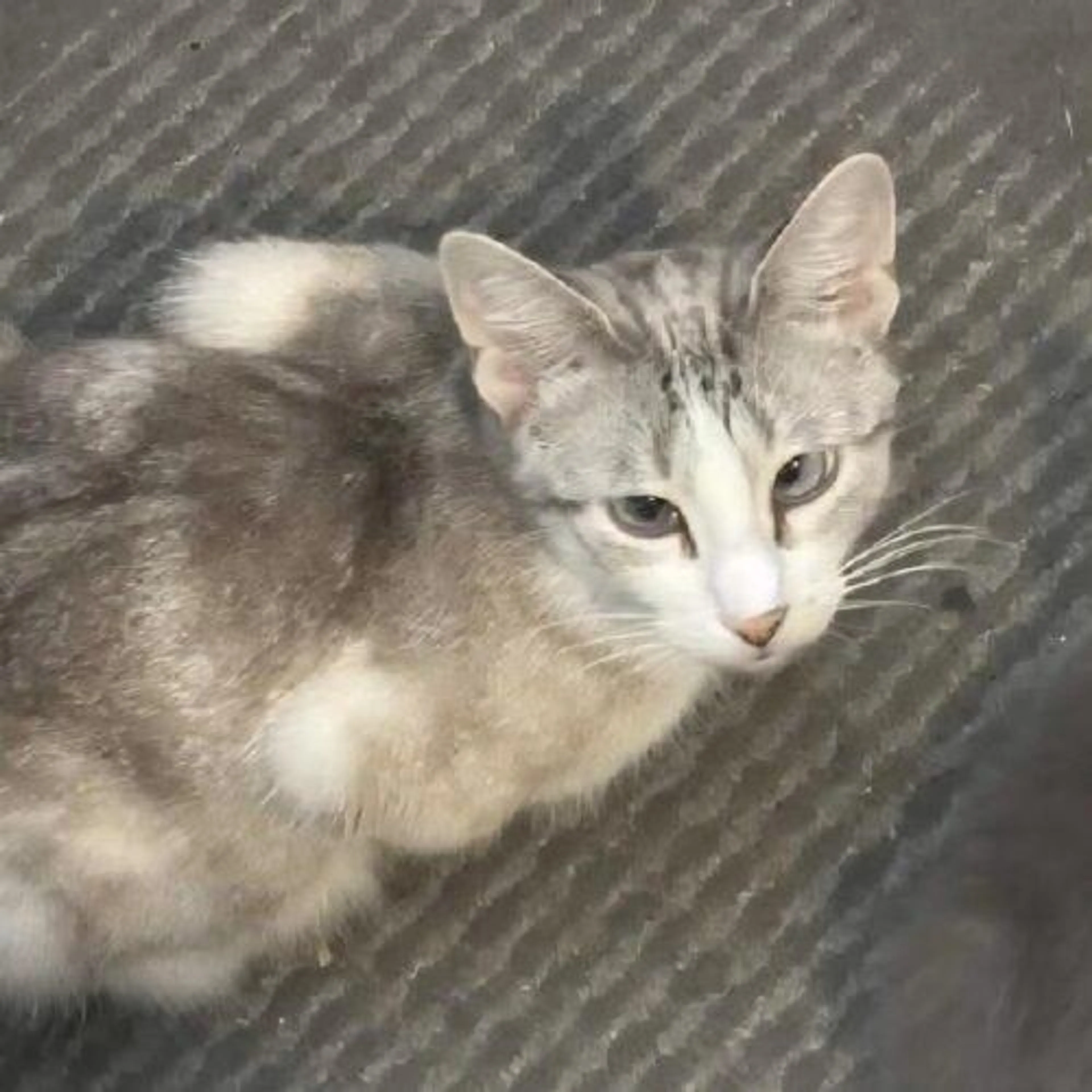 Found pet-3