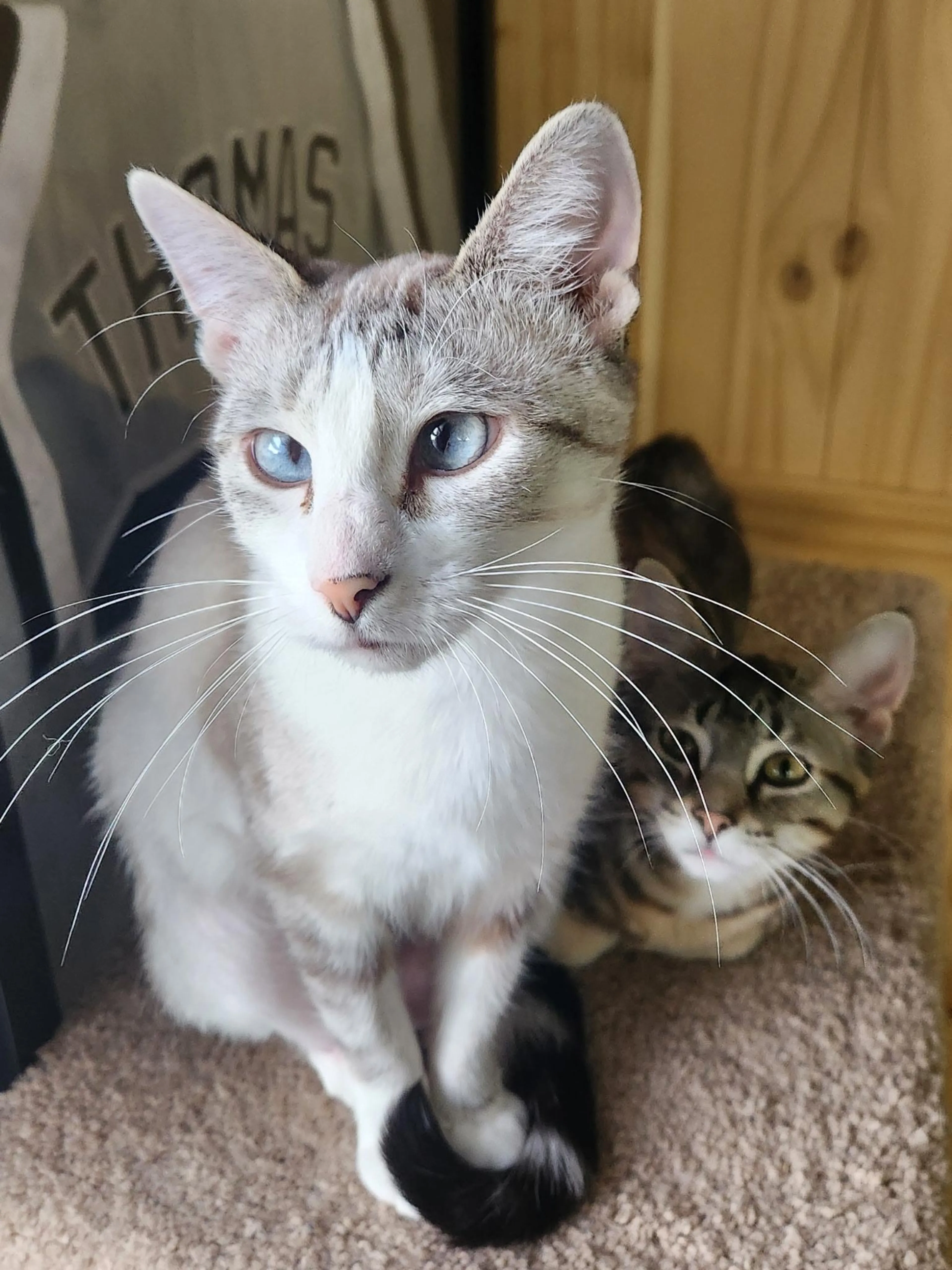 Found pet-1