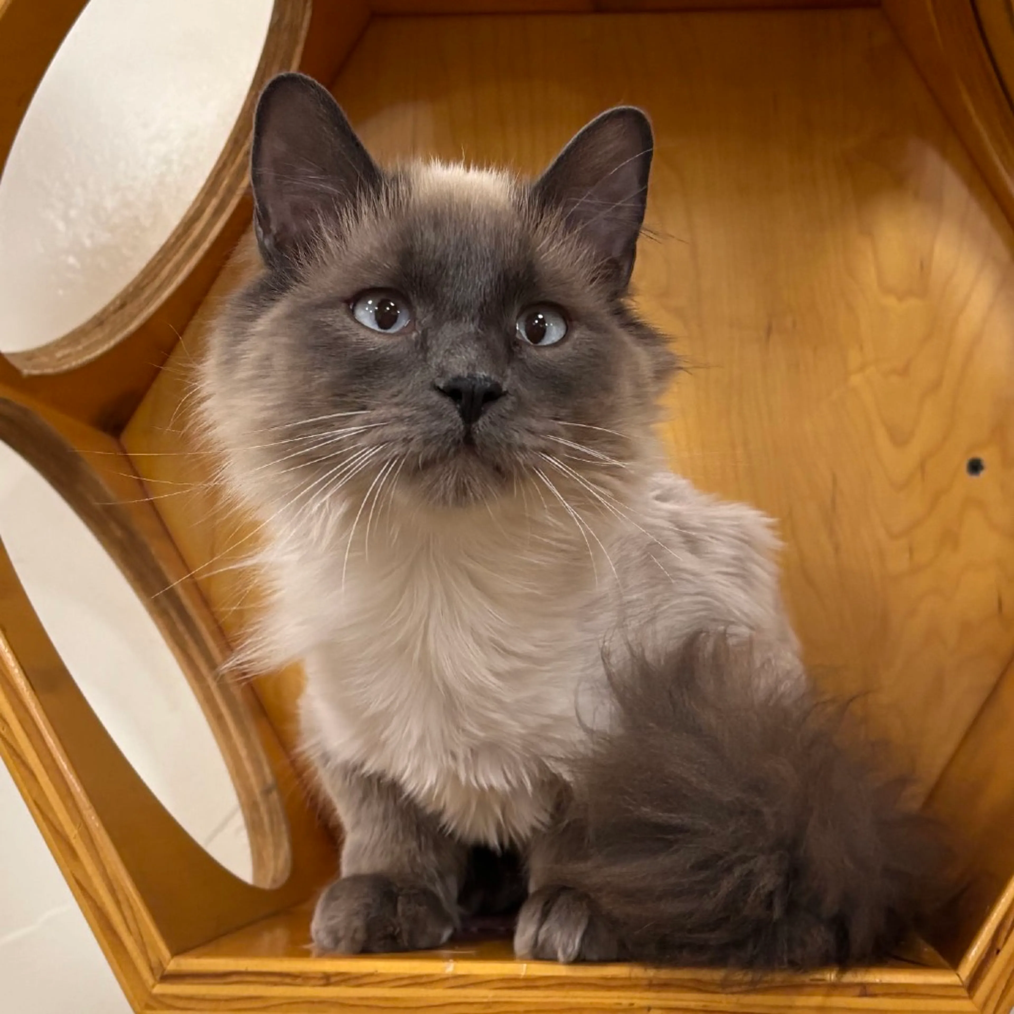 Found pet-0