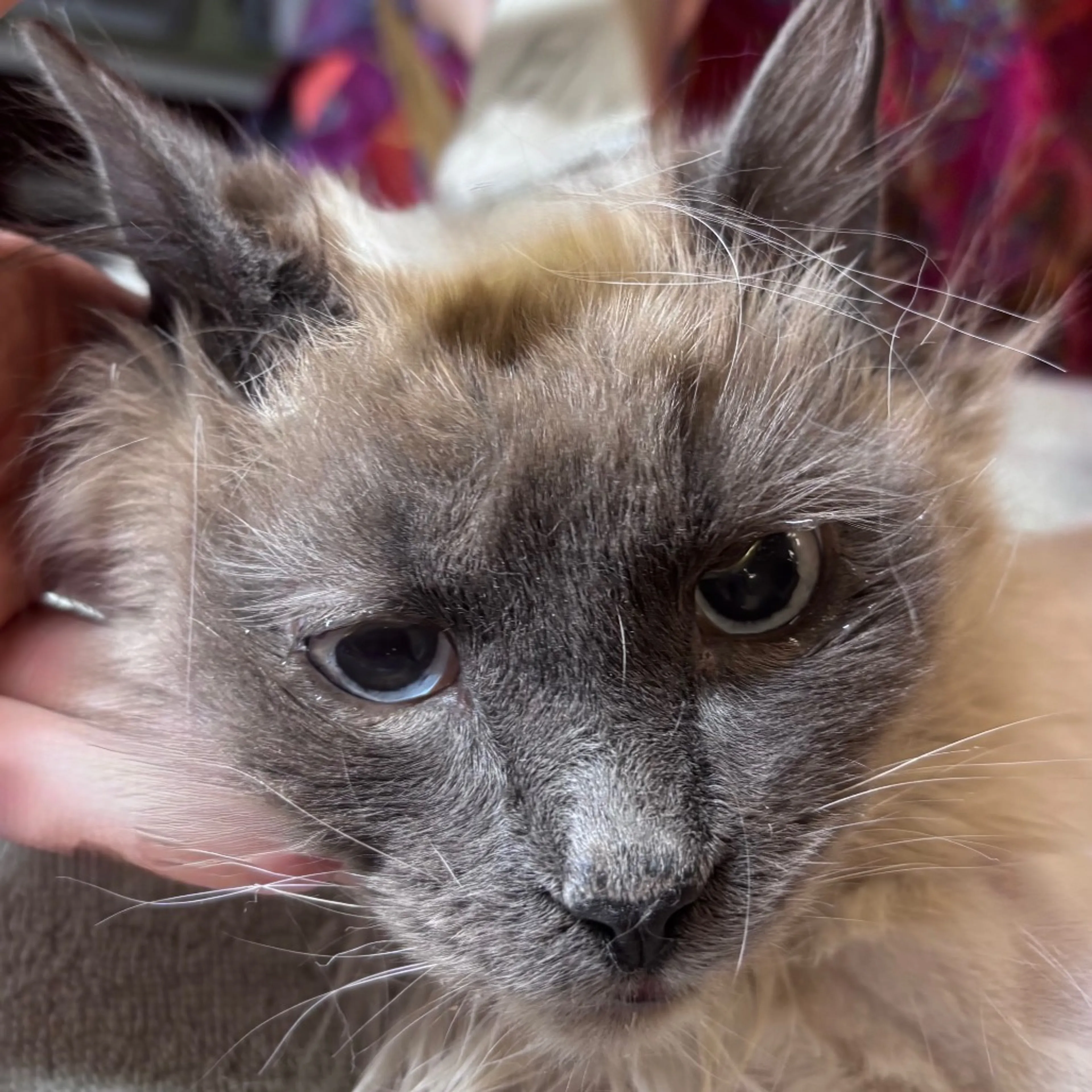 Found pet-1