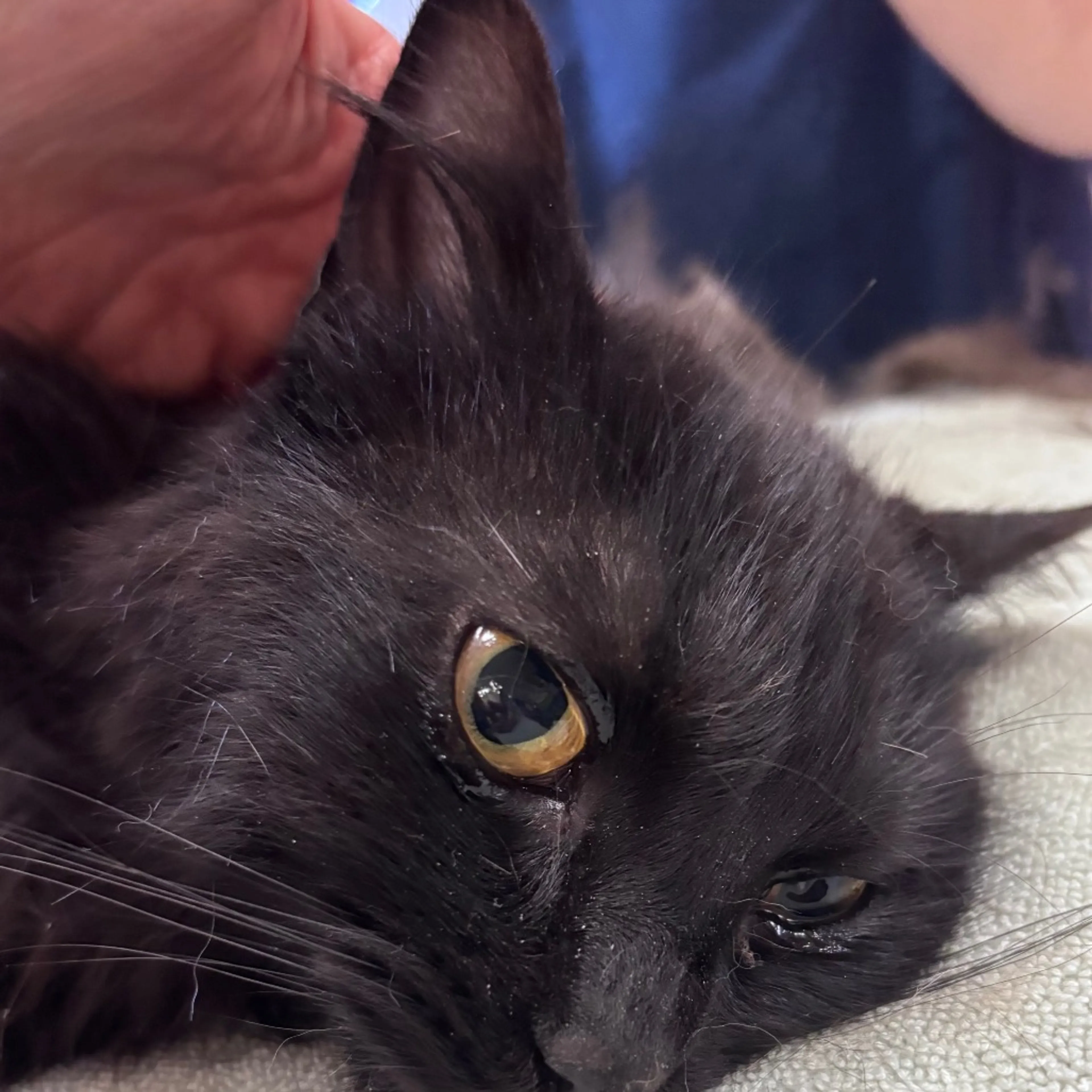 Found pet-1