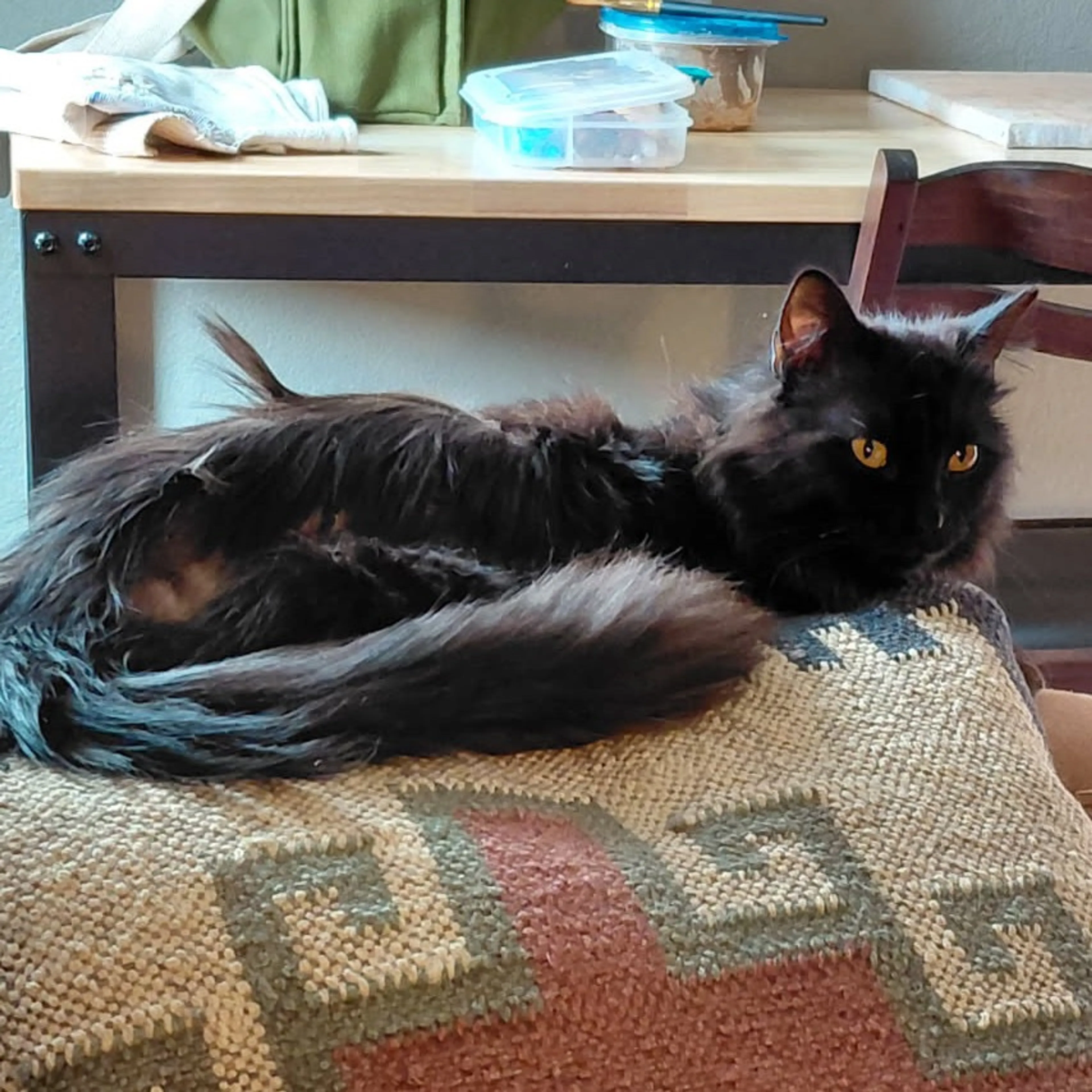 Found pet-0