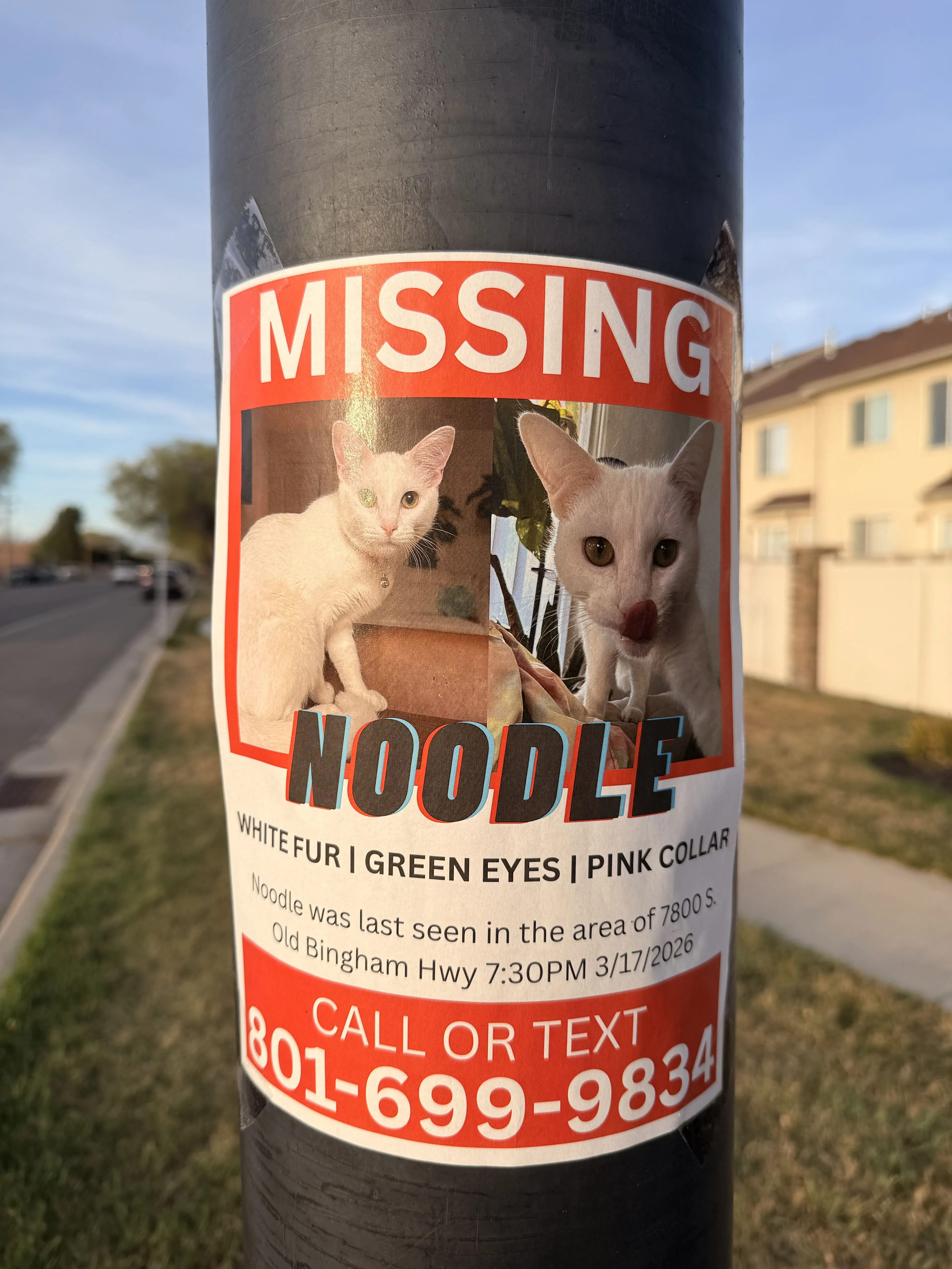Lost pet