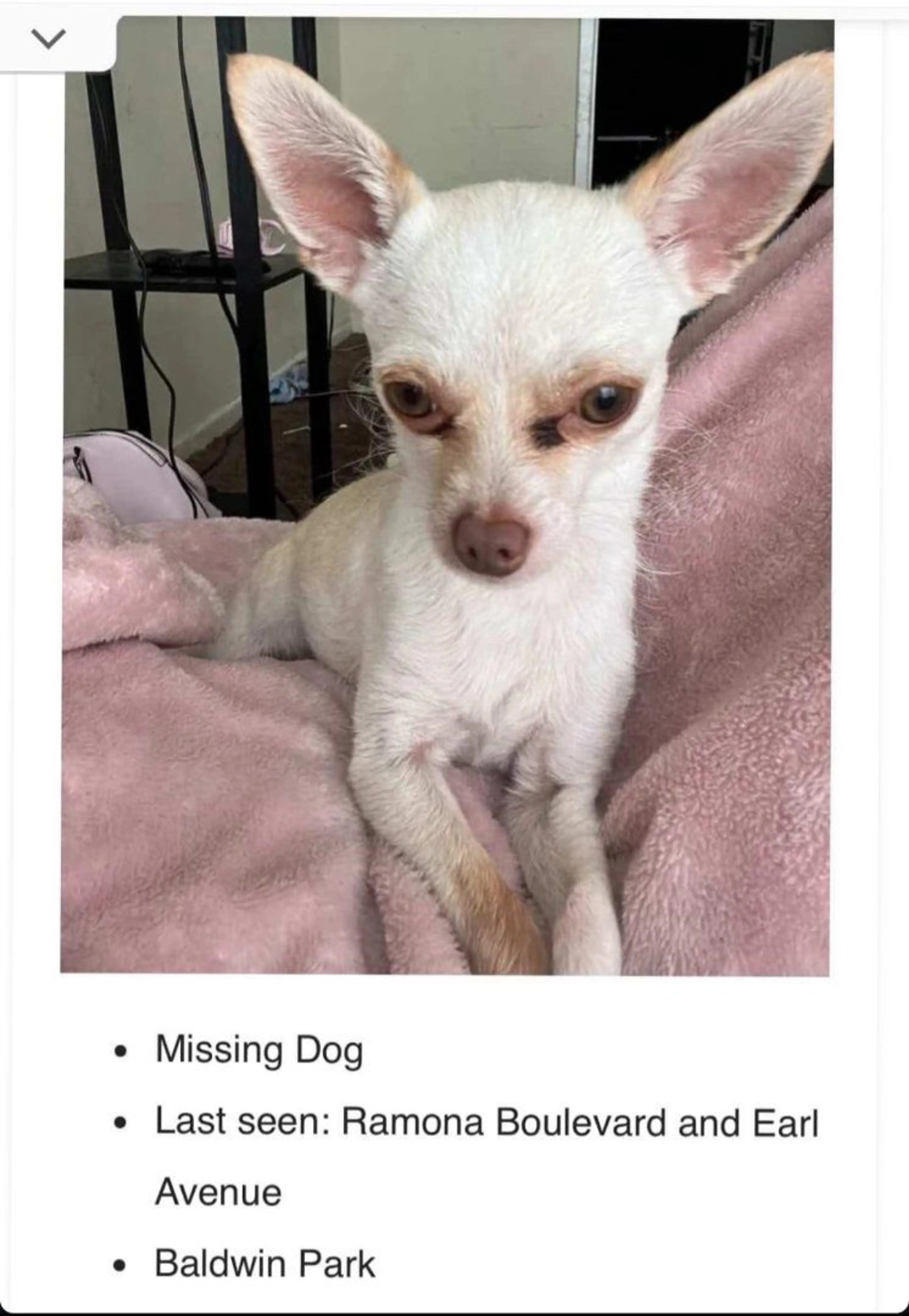 Lost pet