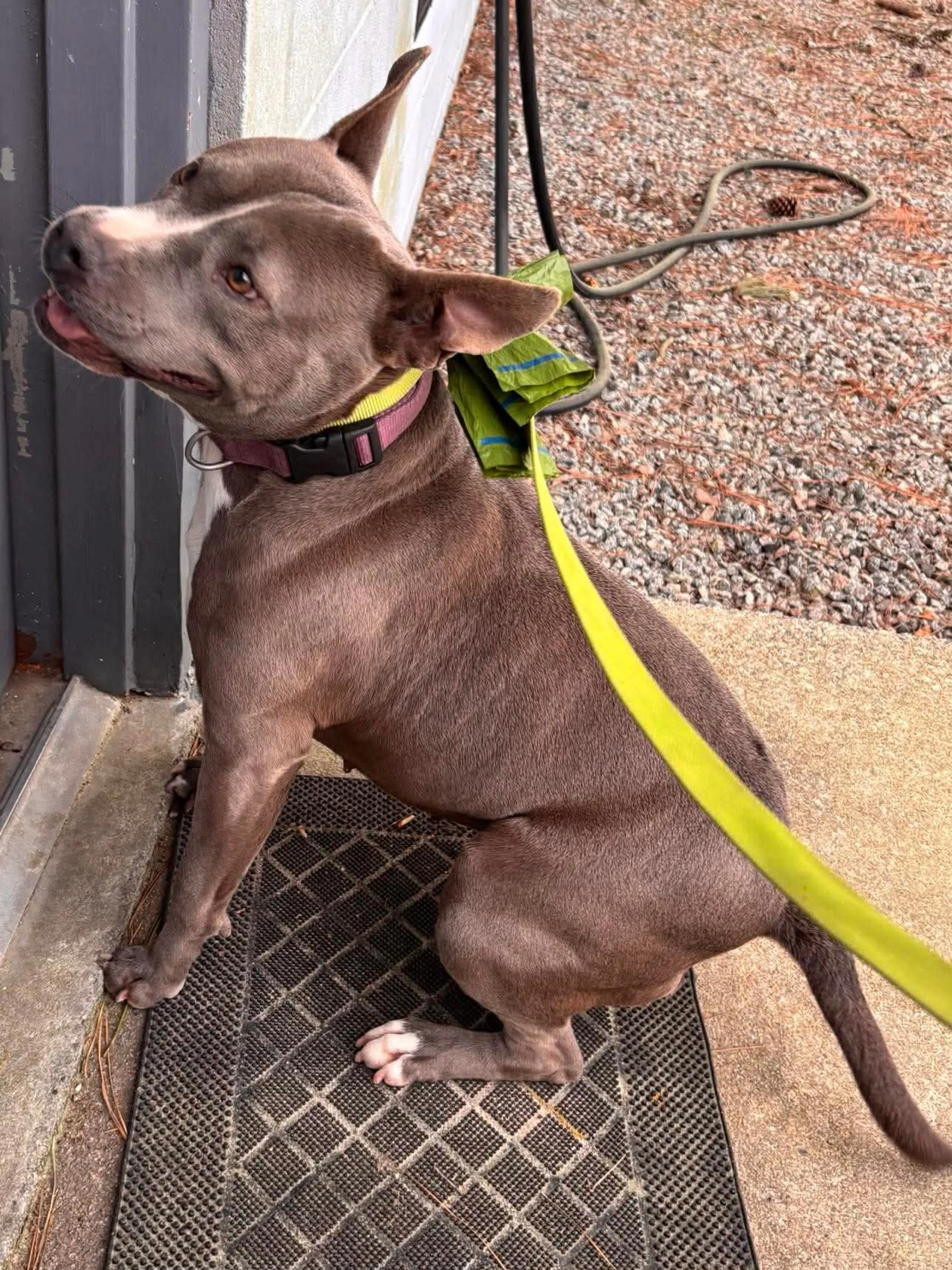 Found pet-8