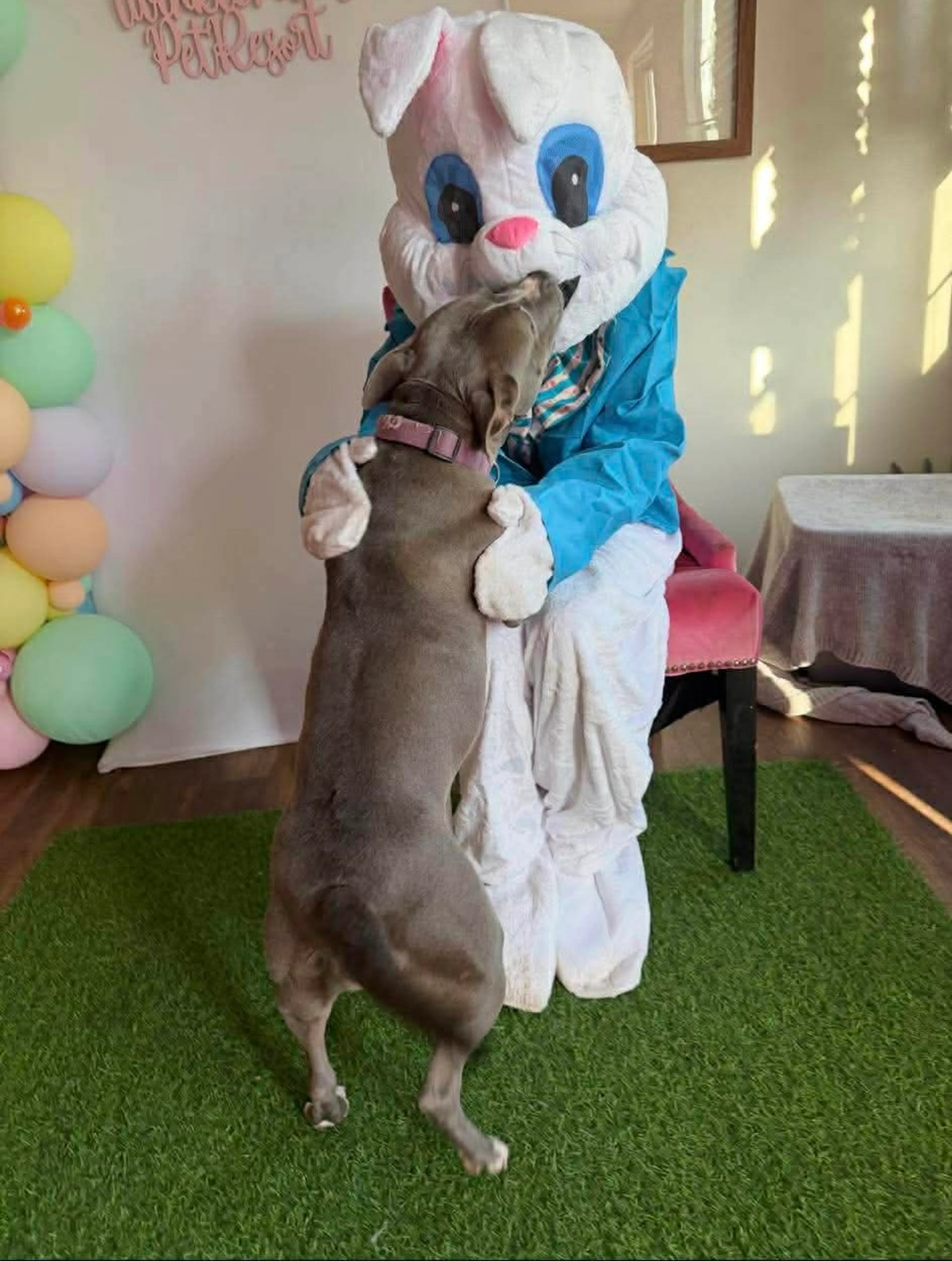 Found pet-1