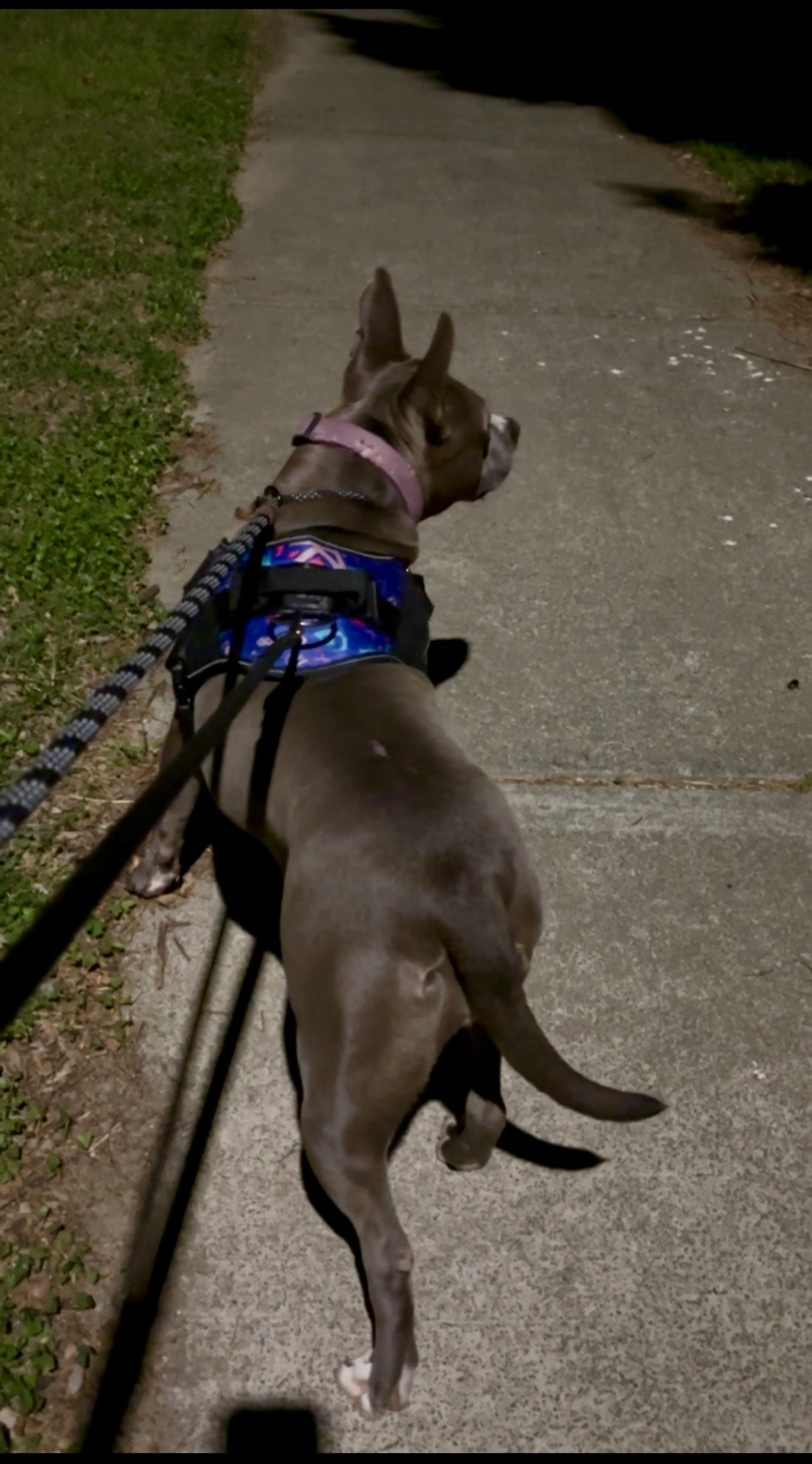 Found pet-6