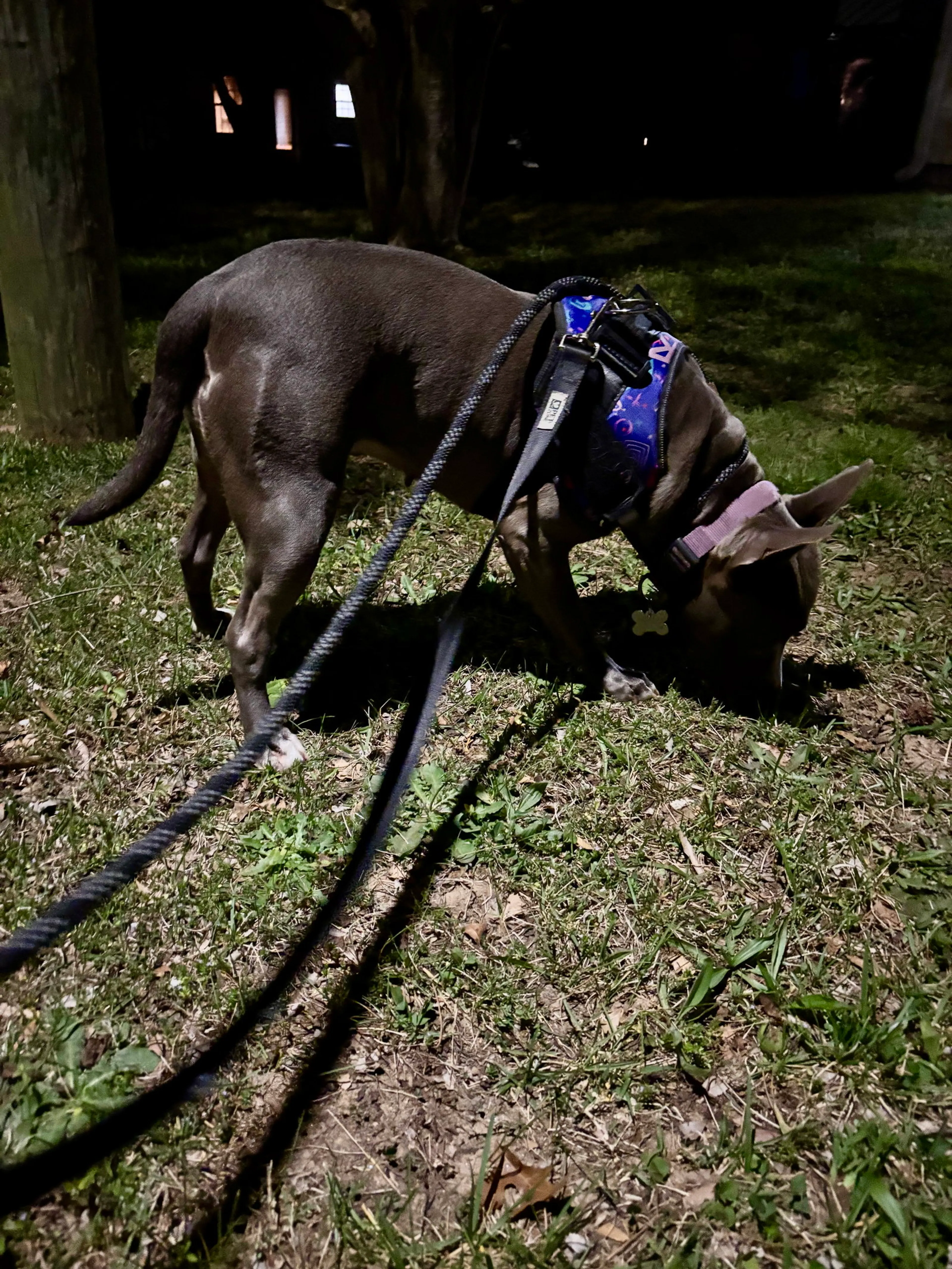 Found pet-5