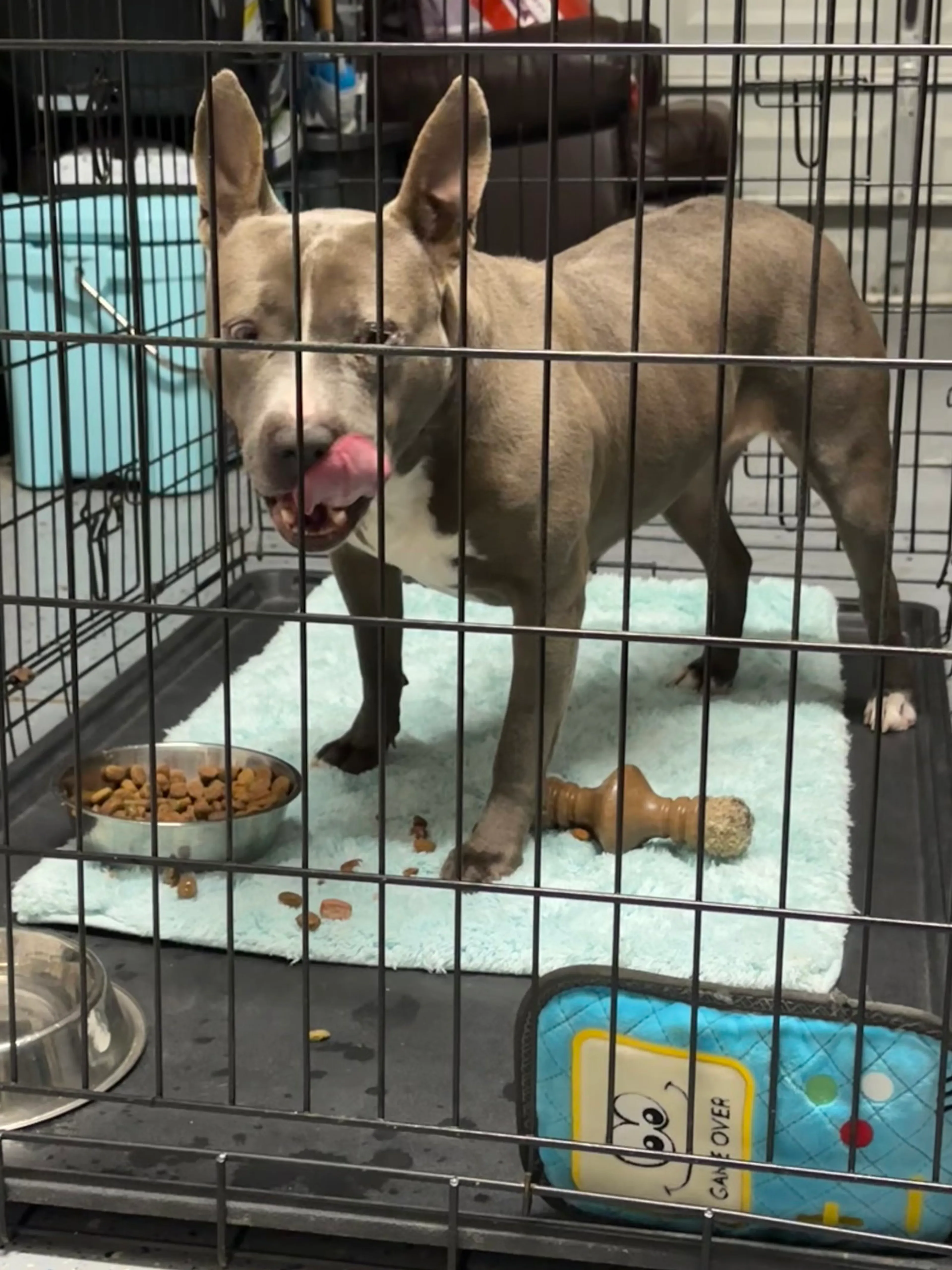 Found pet-4